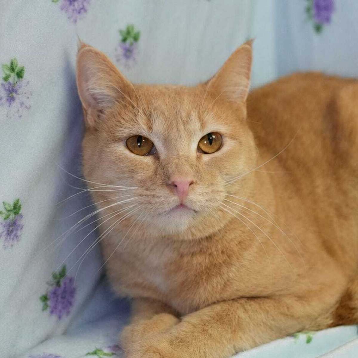 NEMO - Domestic Shorthair available for adoption
