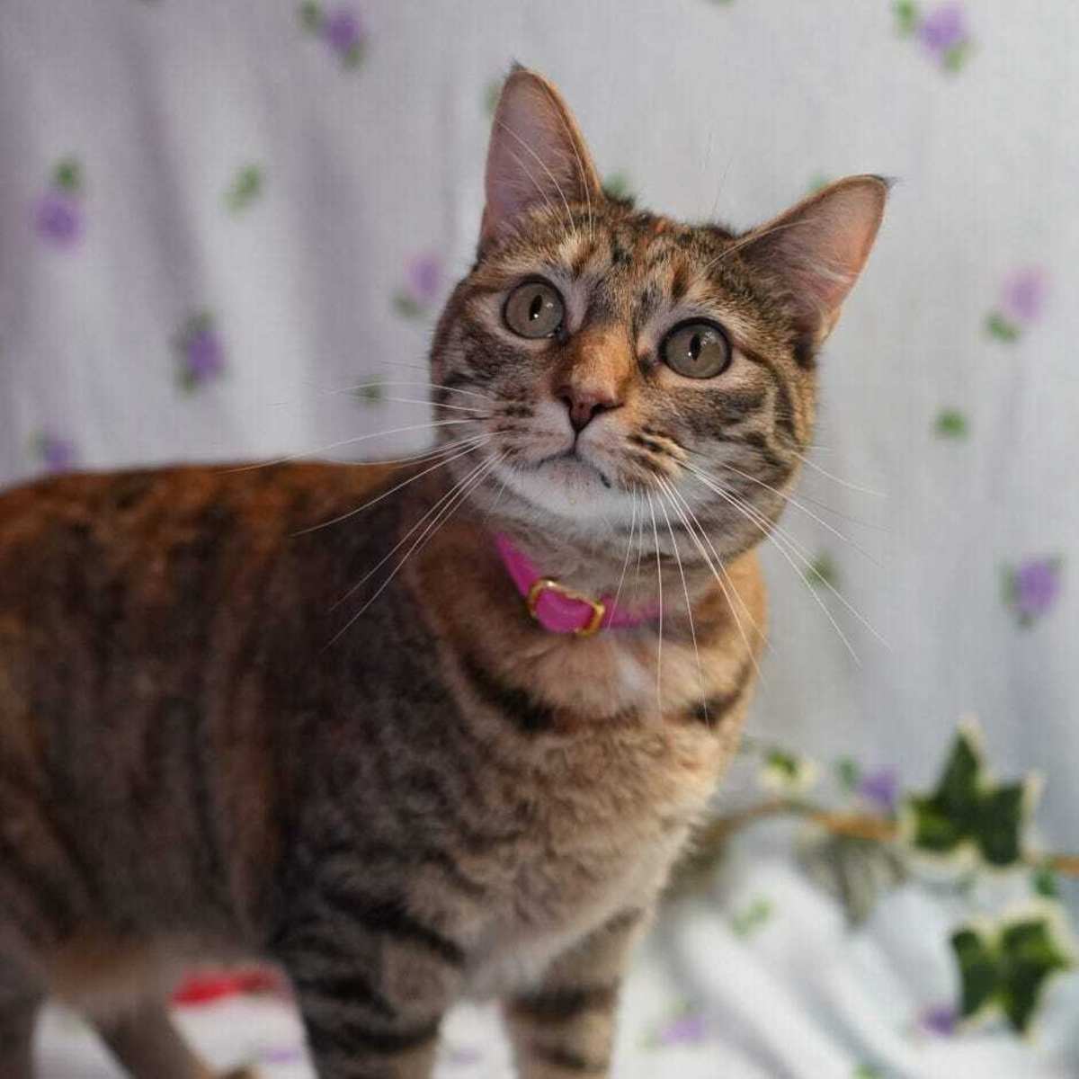 ZAZA - Domestic Shorthair available for adoption