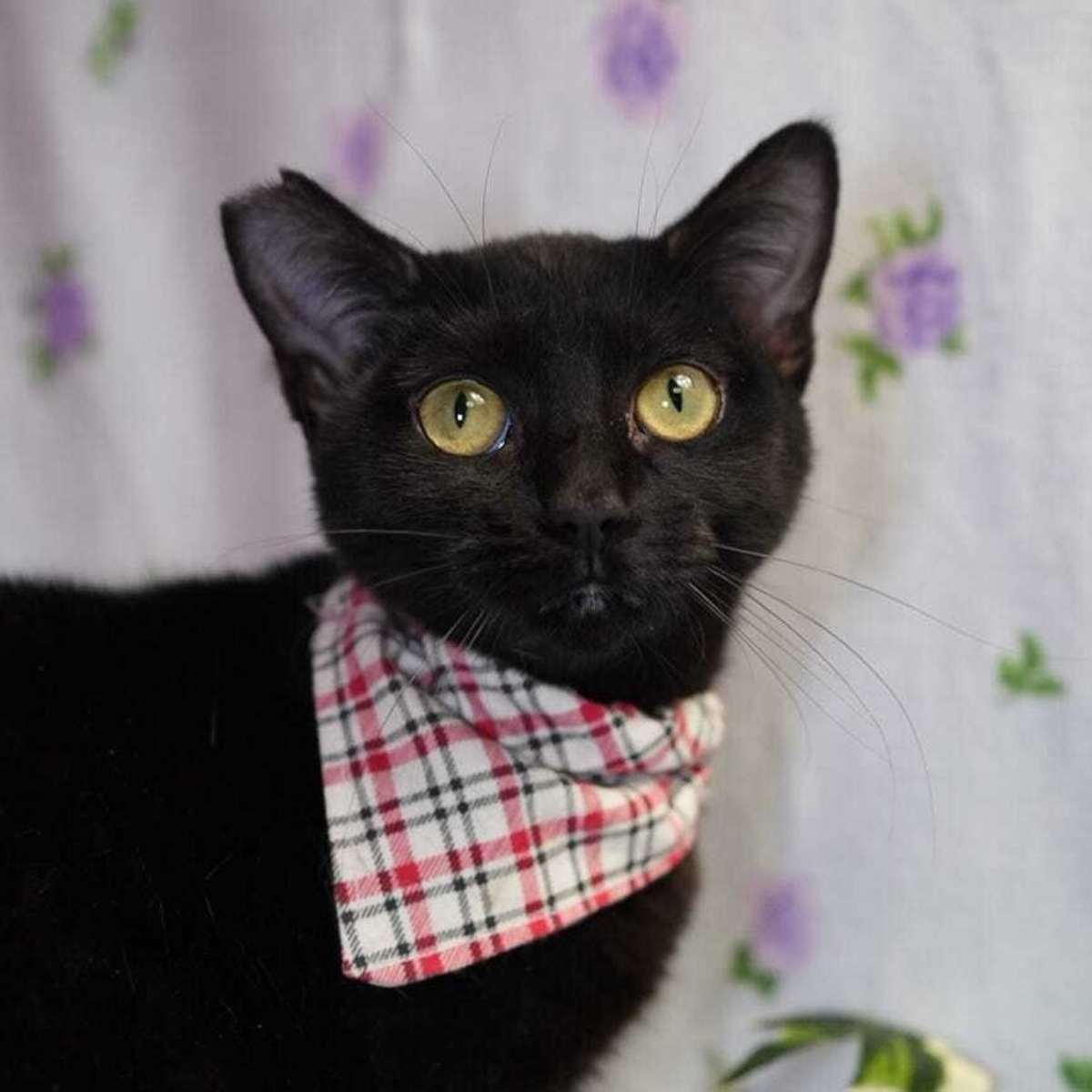 CAYUGA - Domestic Shorthair available for adoption