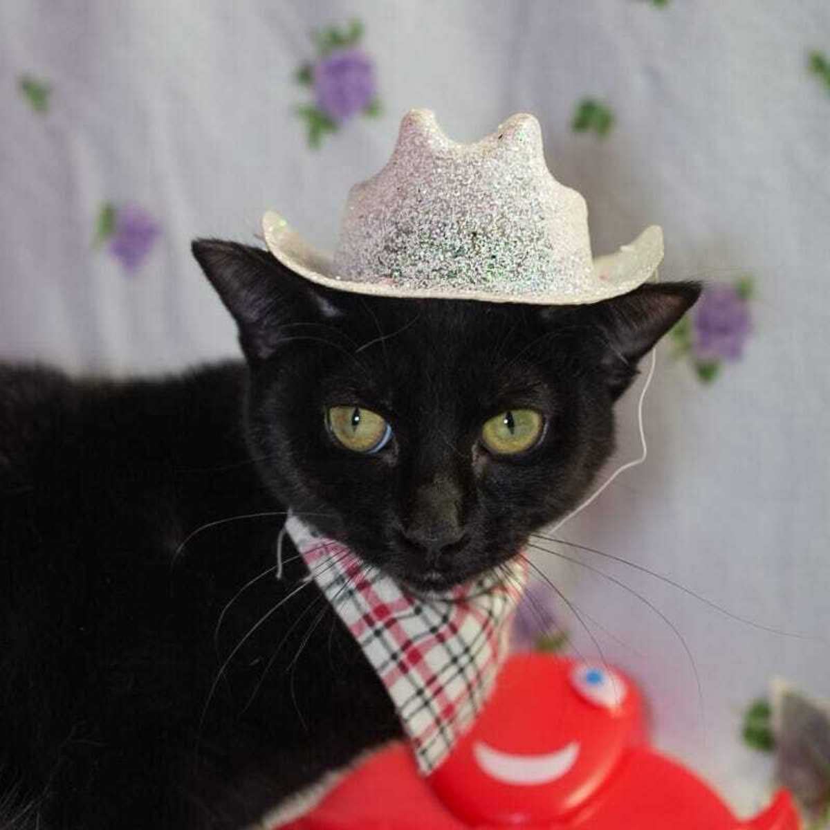 CAYUGA - Domestic Shorthair available for adoption