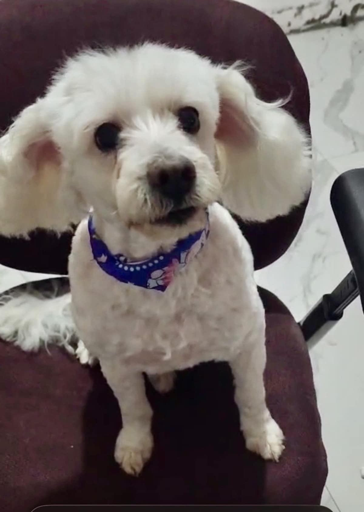 BONNIE - Poodle (Miniature) available for adoption