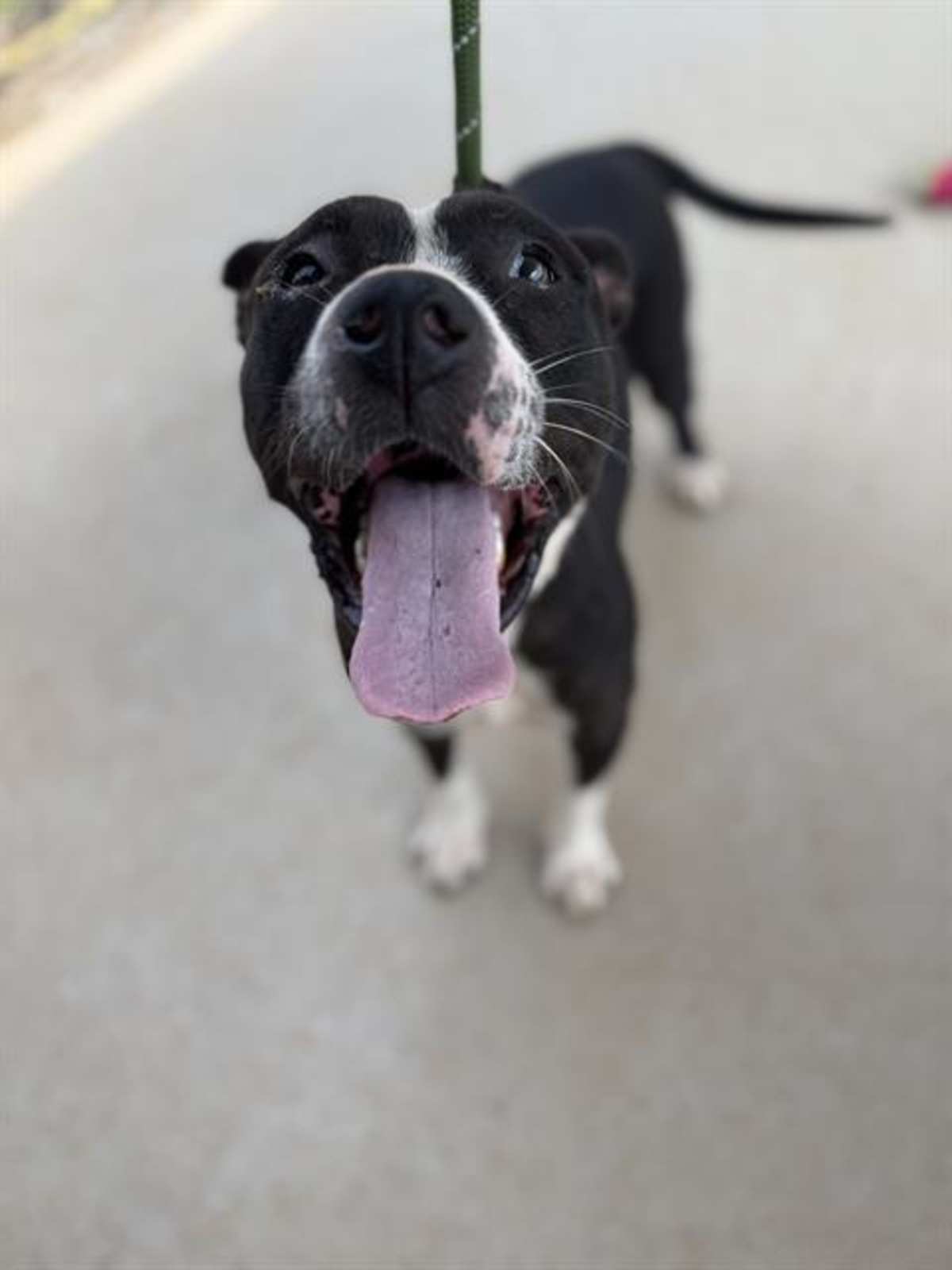 FLICKA - American Pit Bull Terrier available for adoption