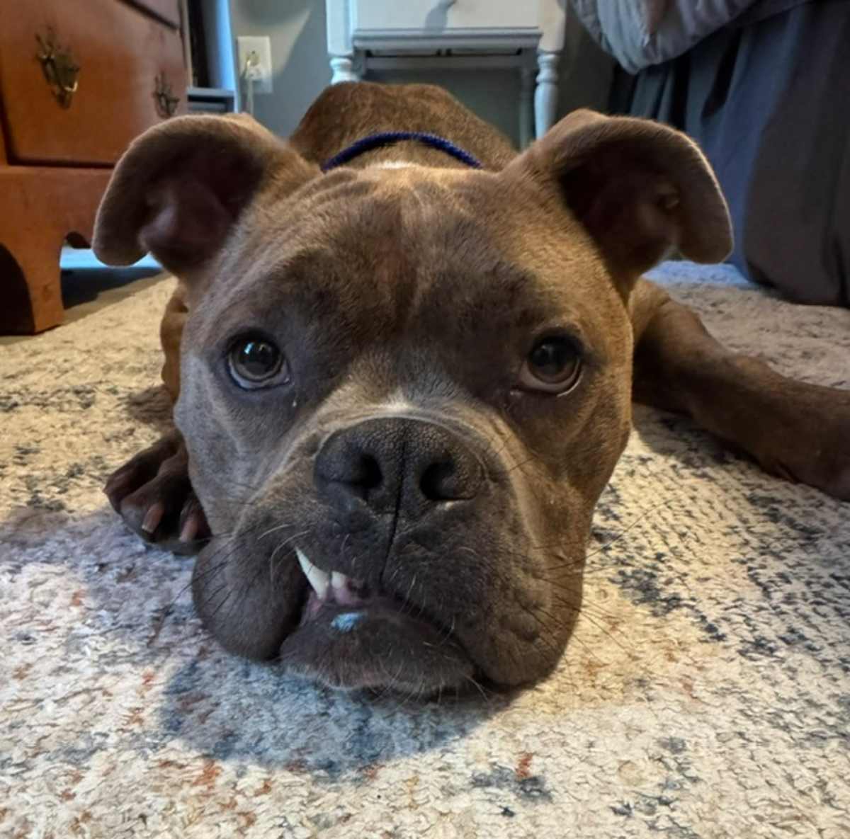 YORK - American Bulldog available for adoption