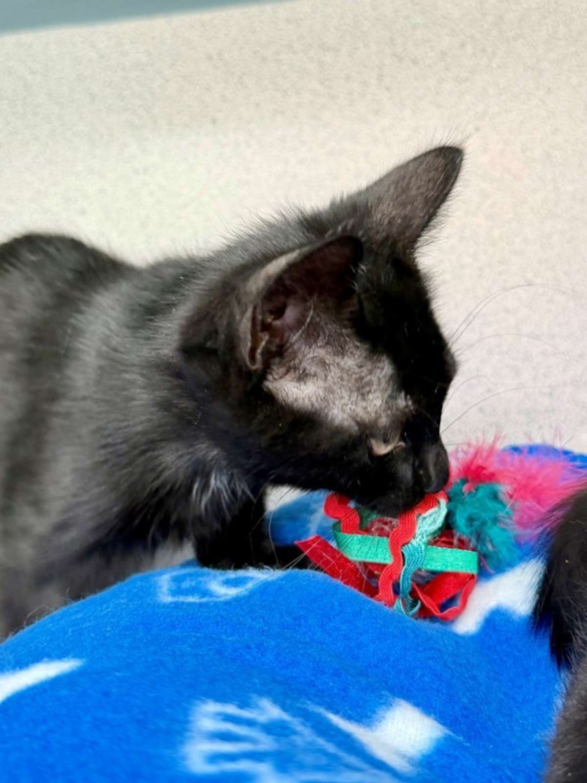 ABRACADABRA - Domestic Shorthair available for adoption