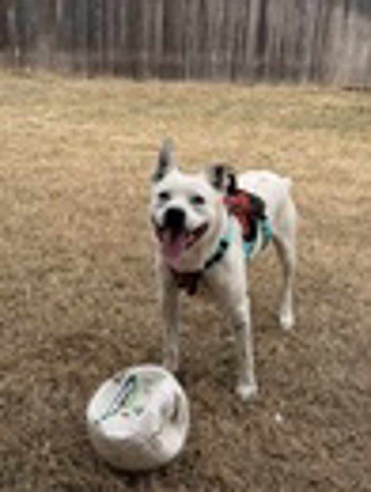SOJI - Australian Cattle Dog available for adoption