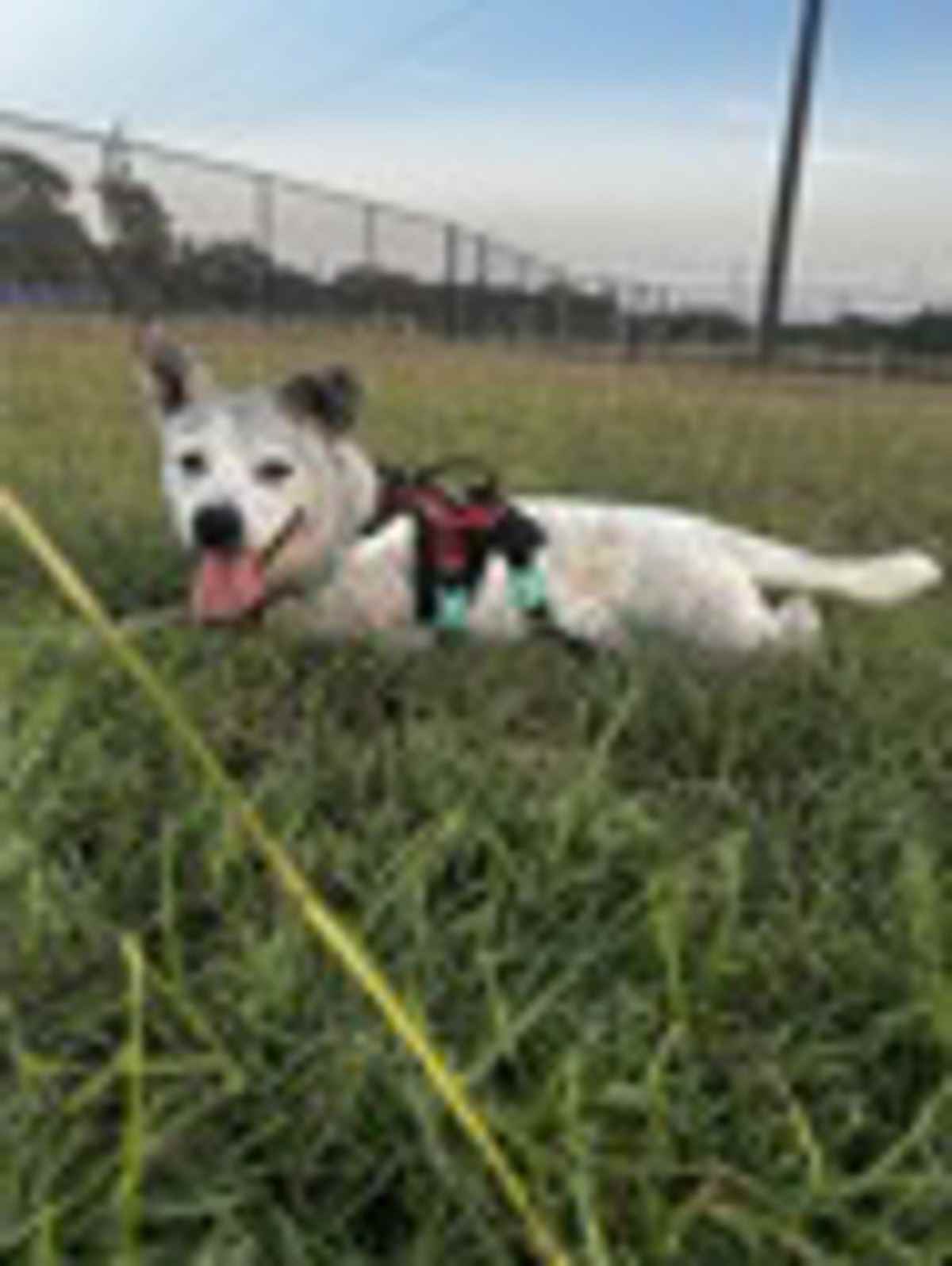 SOJI - Australian Cattle Dog available for adoption