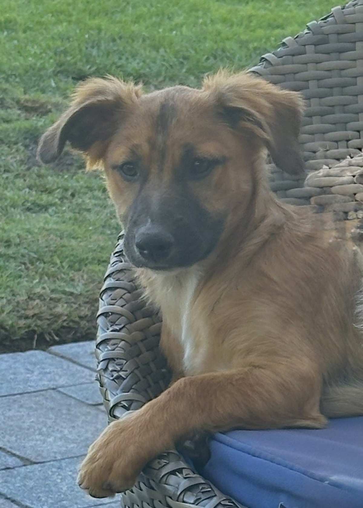 BIG NATE - Terrier (Unknown Type, Medium) / Shepherd (Unknown Type) available for adoption