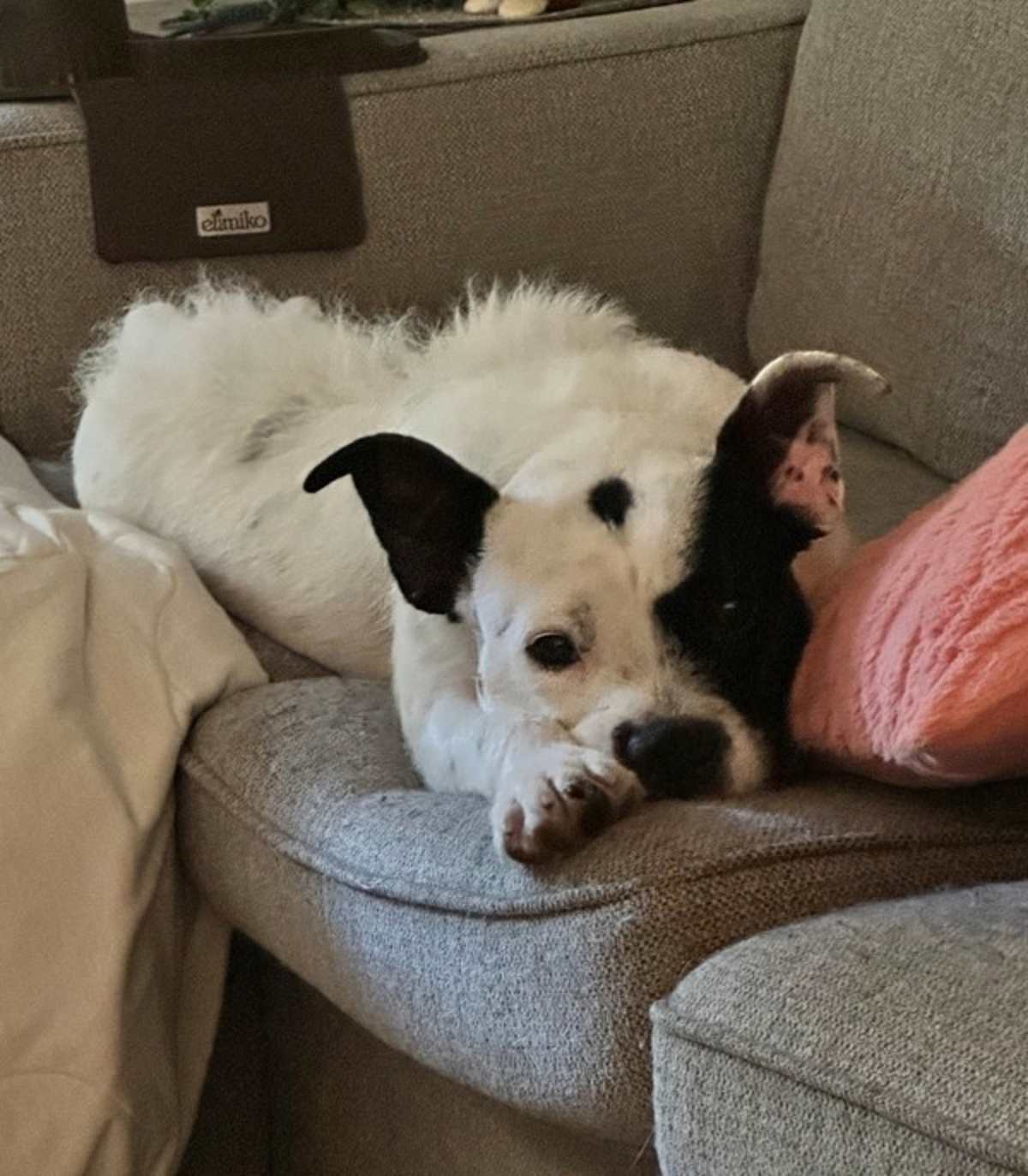 OREO (IN FOSTER) - Terrier (Unknown Type, Medium) available for adoption