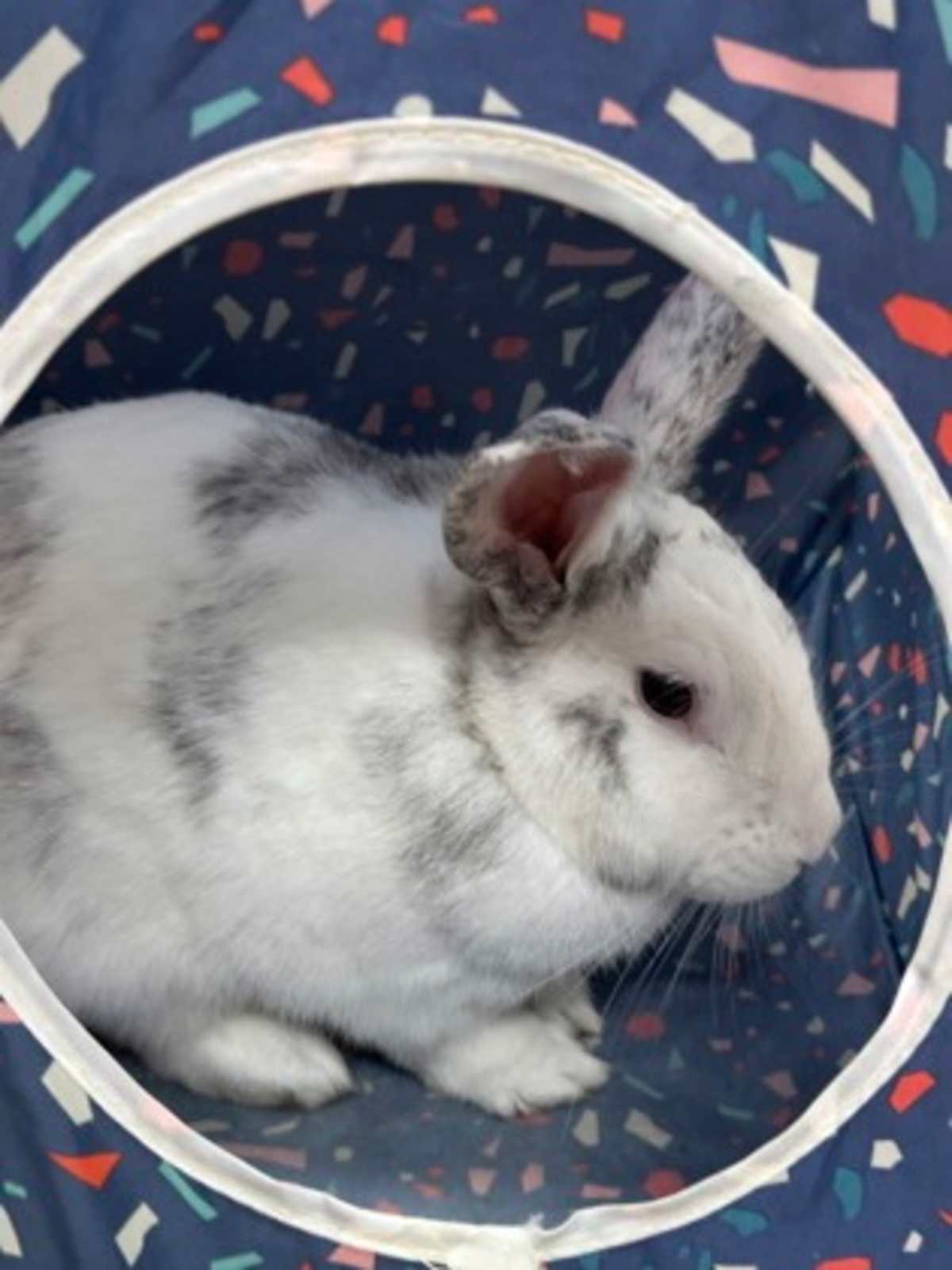 FABLE - American available for adoption