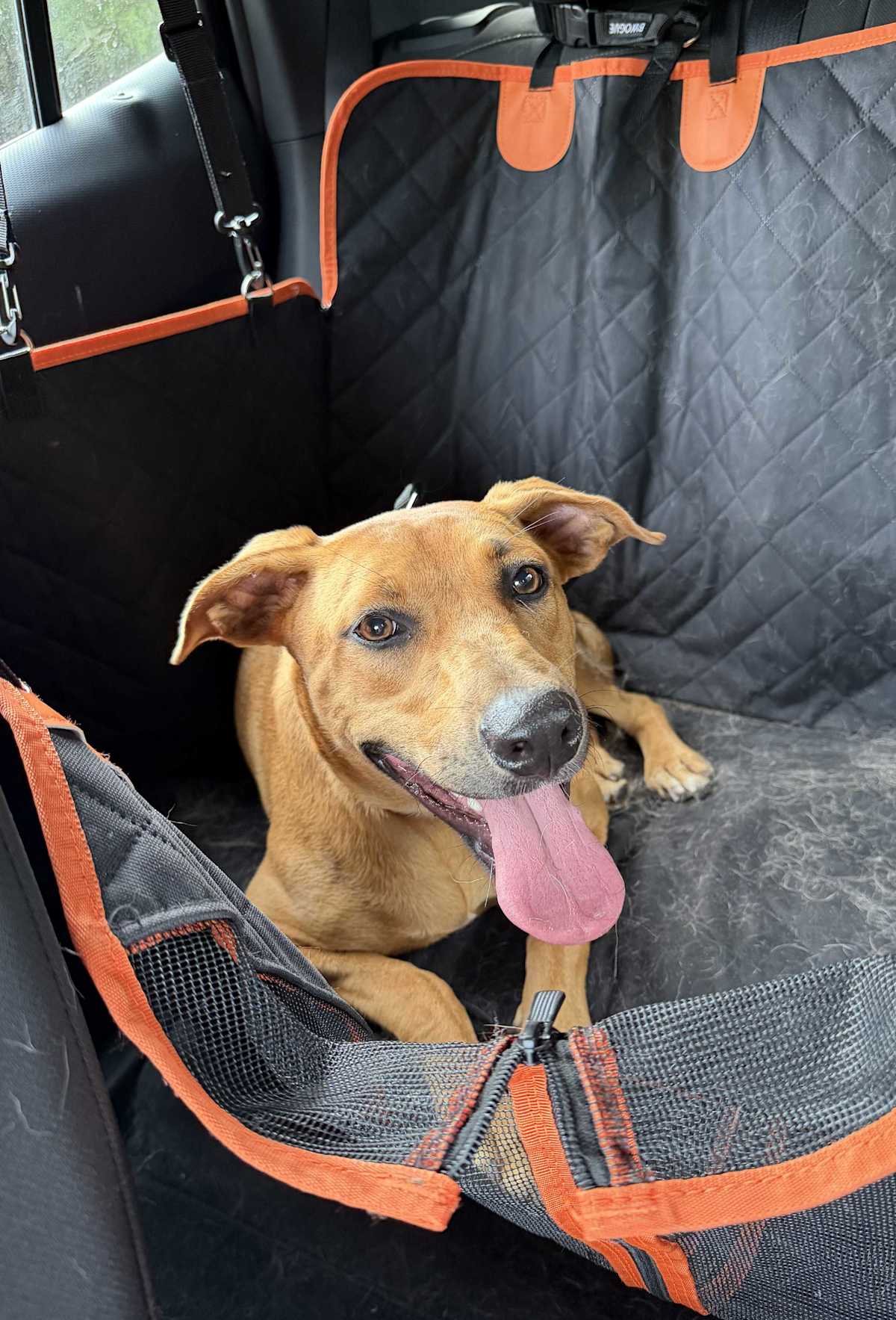 TESS (TESSA) ~ MEET ME! - Labrador Retriever / Boxer available for adoption