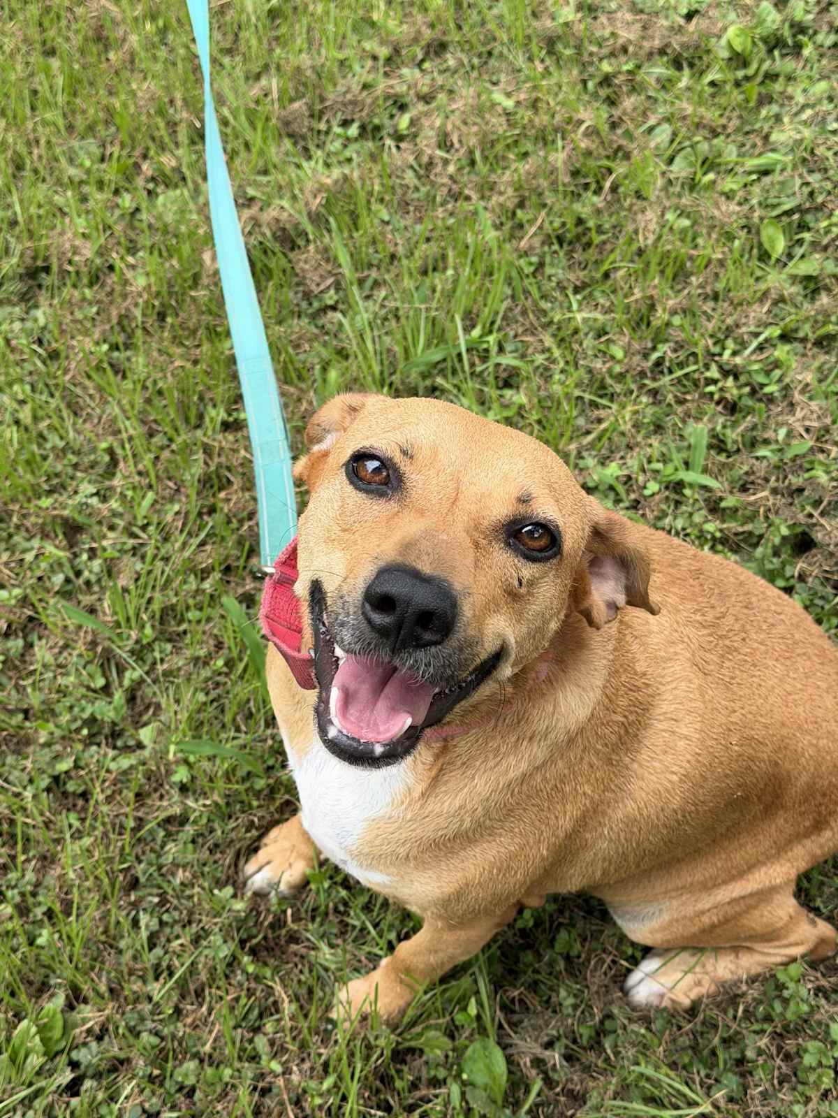 PEACHES - Labrador Retriever / Boxer available for adoption