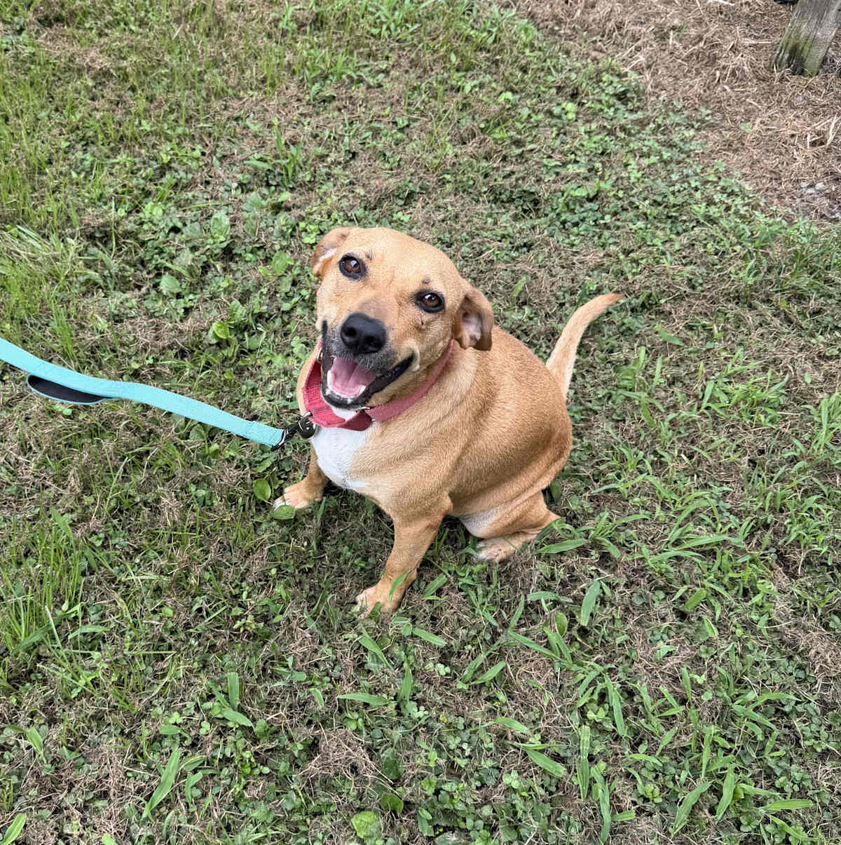 PEACHES - Labrador Retriever / Boxer available for adoption