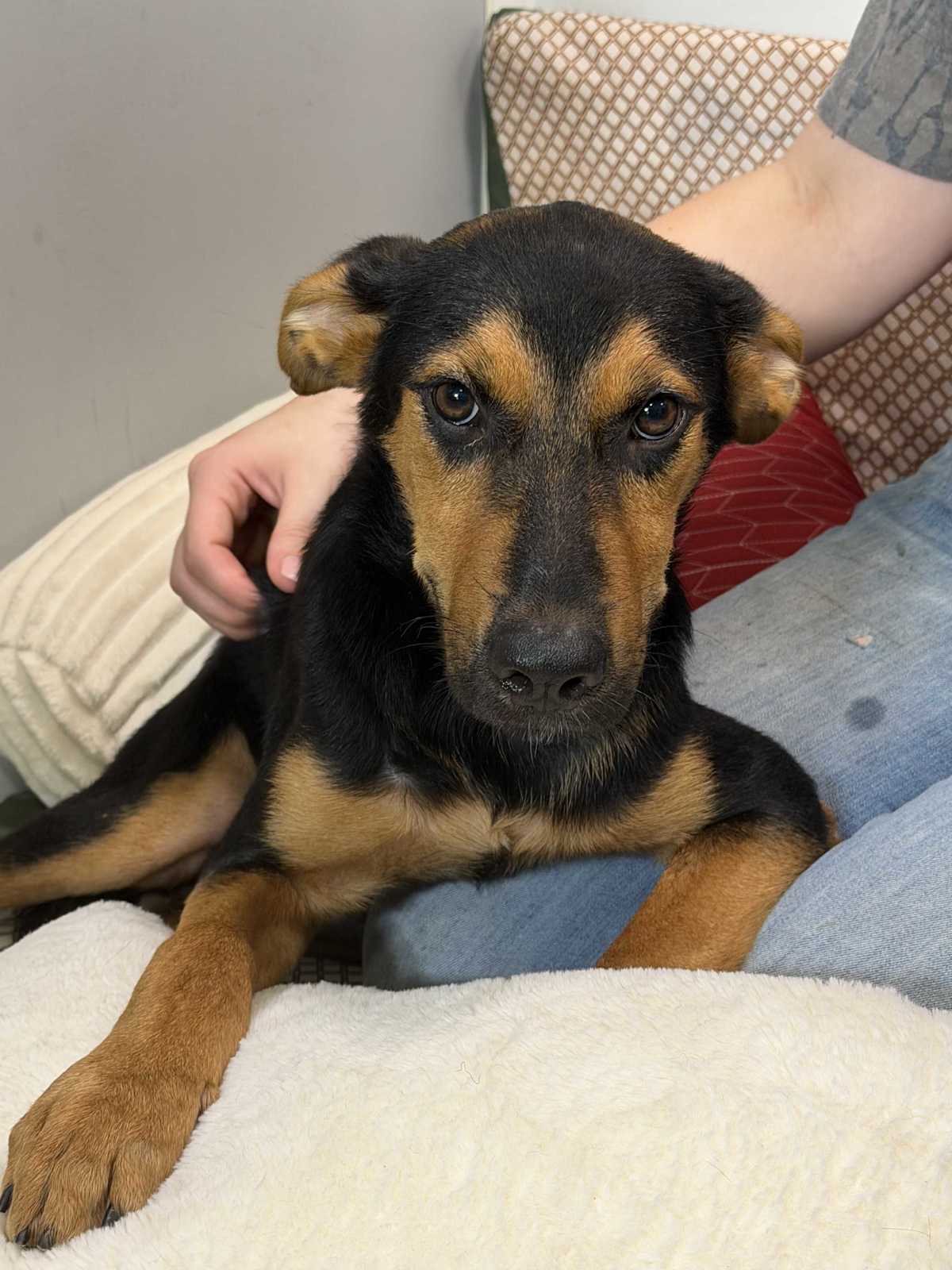 CLAYTON - German Shepherd Dog / Labrador Retriever available for adoption