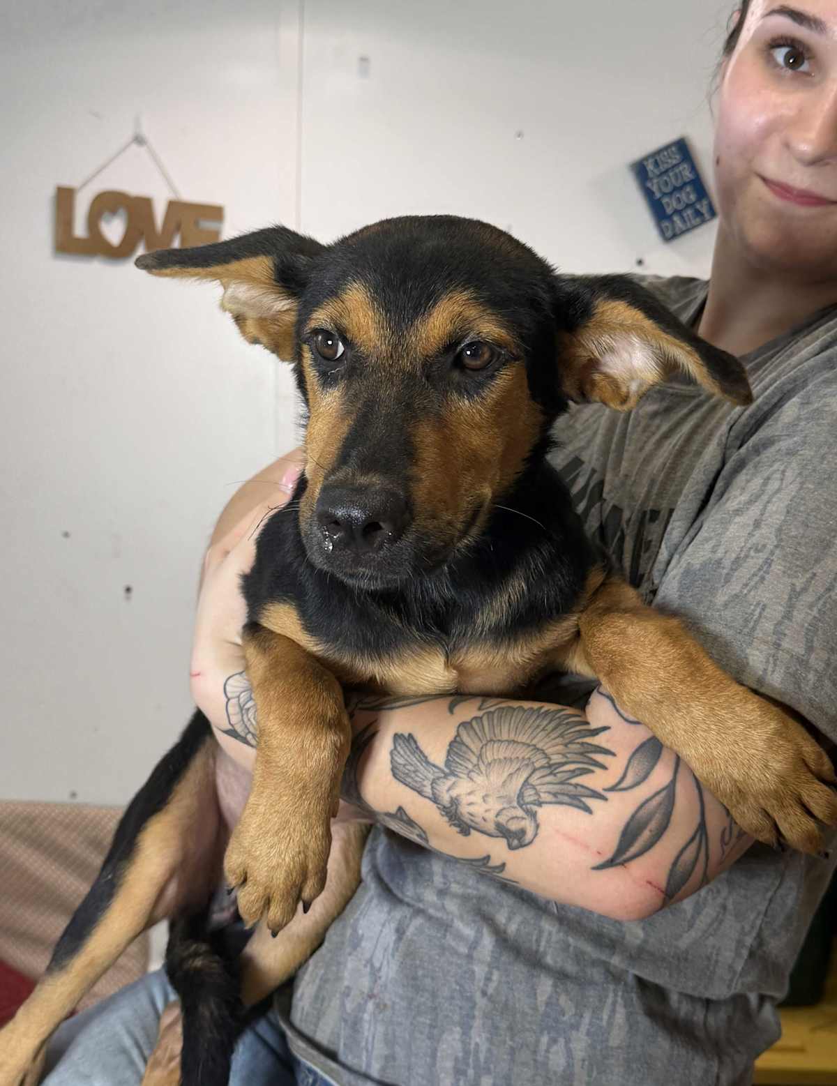 CLAYTON - German Shepherd Dog / Labrador Retriever available for adoption