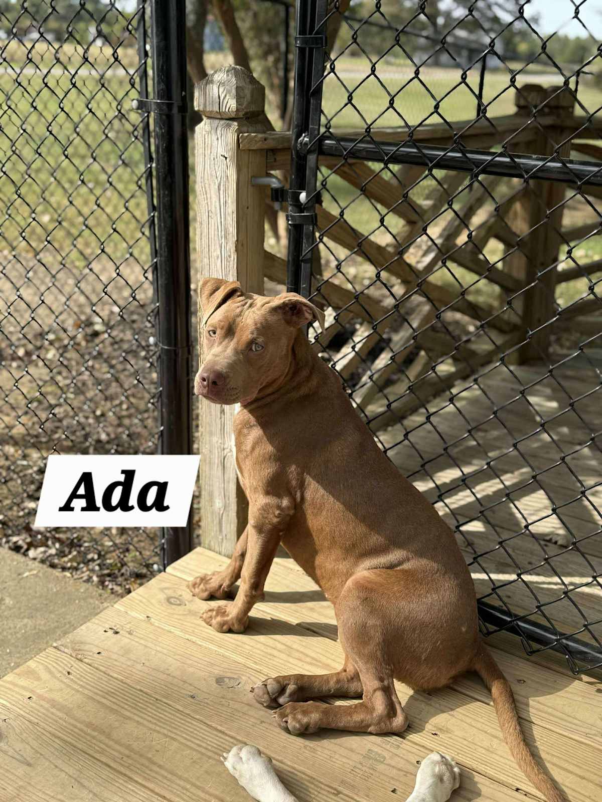 ADA