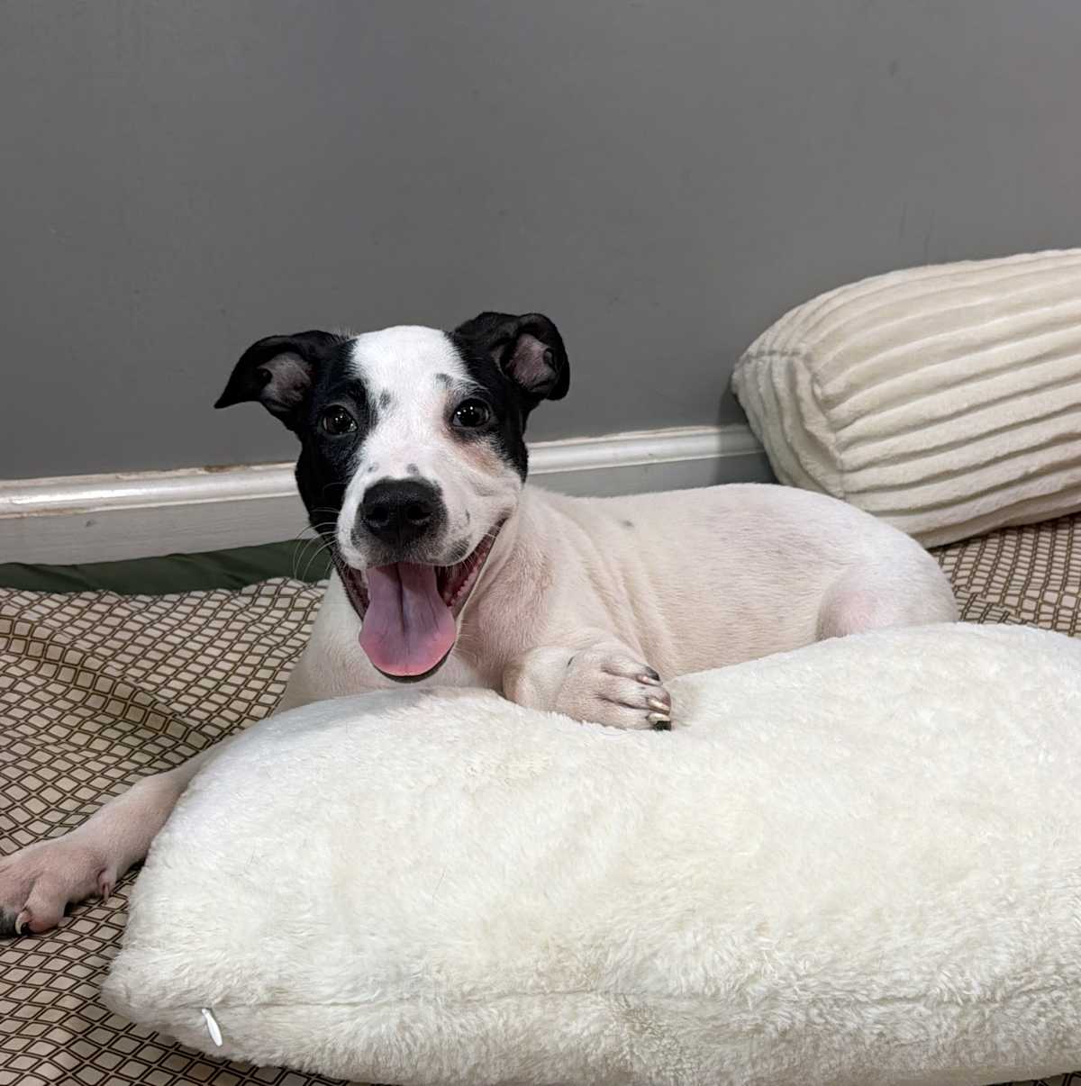 DAHLIA ~ MEET ME! - American Pit Bull Terrier / Australian Shepherd available for adoption
