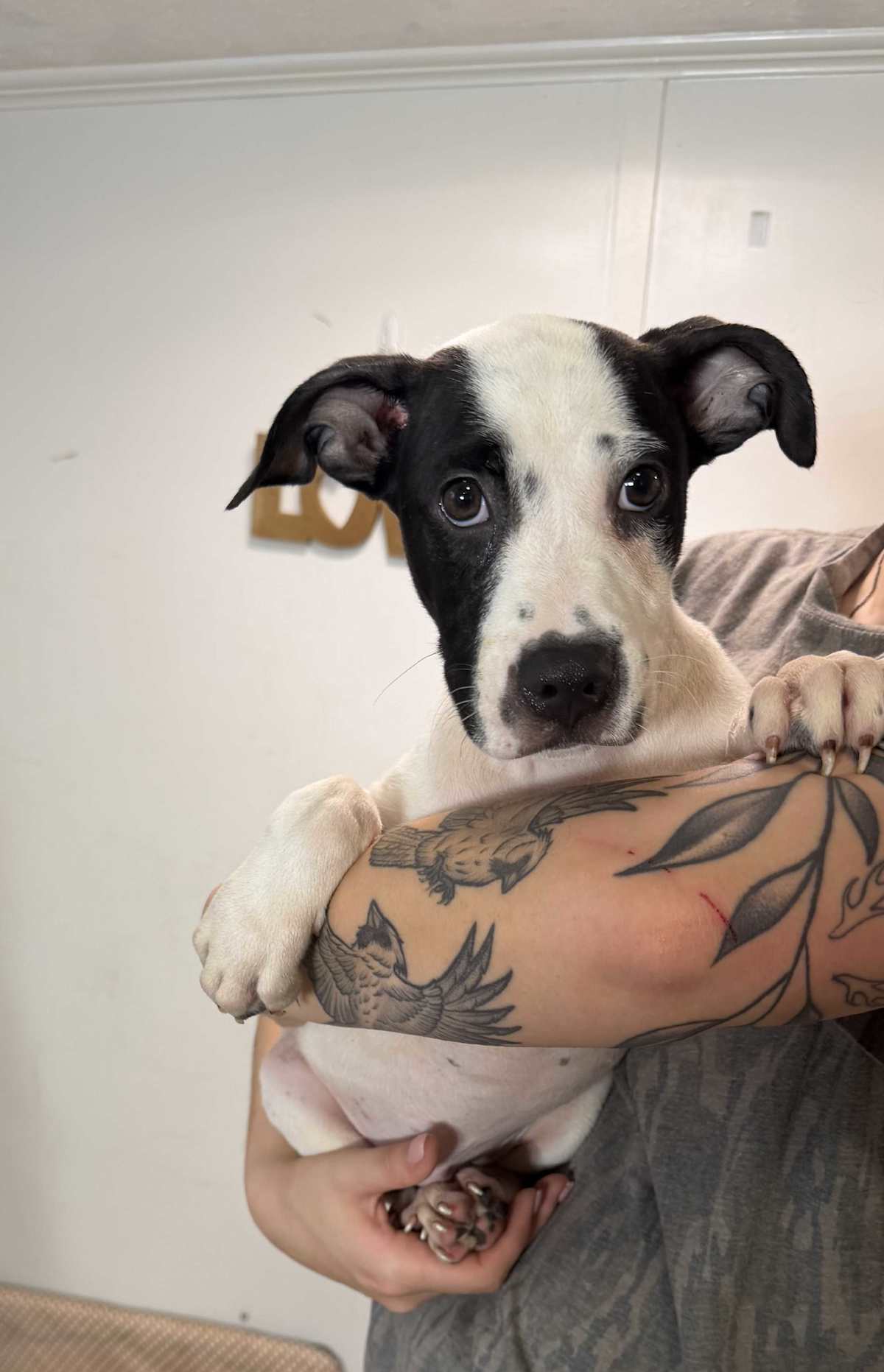 DAHLIA ~ MEET ME! - American Pit Bull Terrier / Australian Shepherd available for adoption