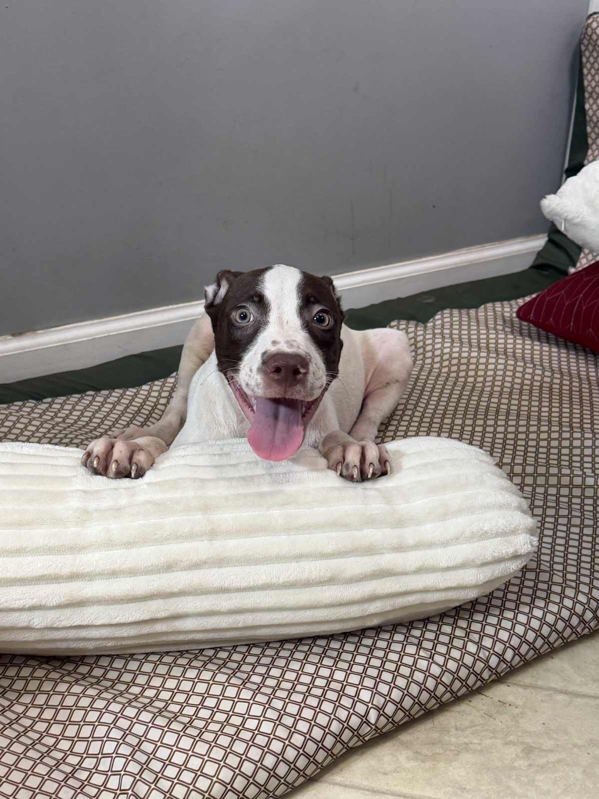 DOUG - Pit Bull Terrier / Australian Shepherd available for adoption
