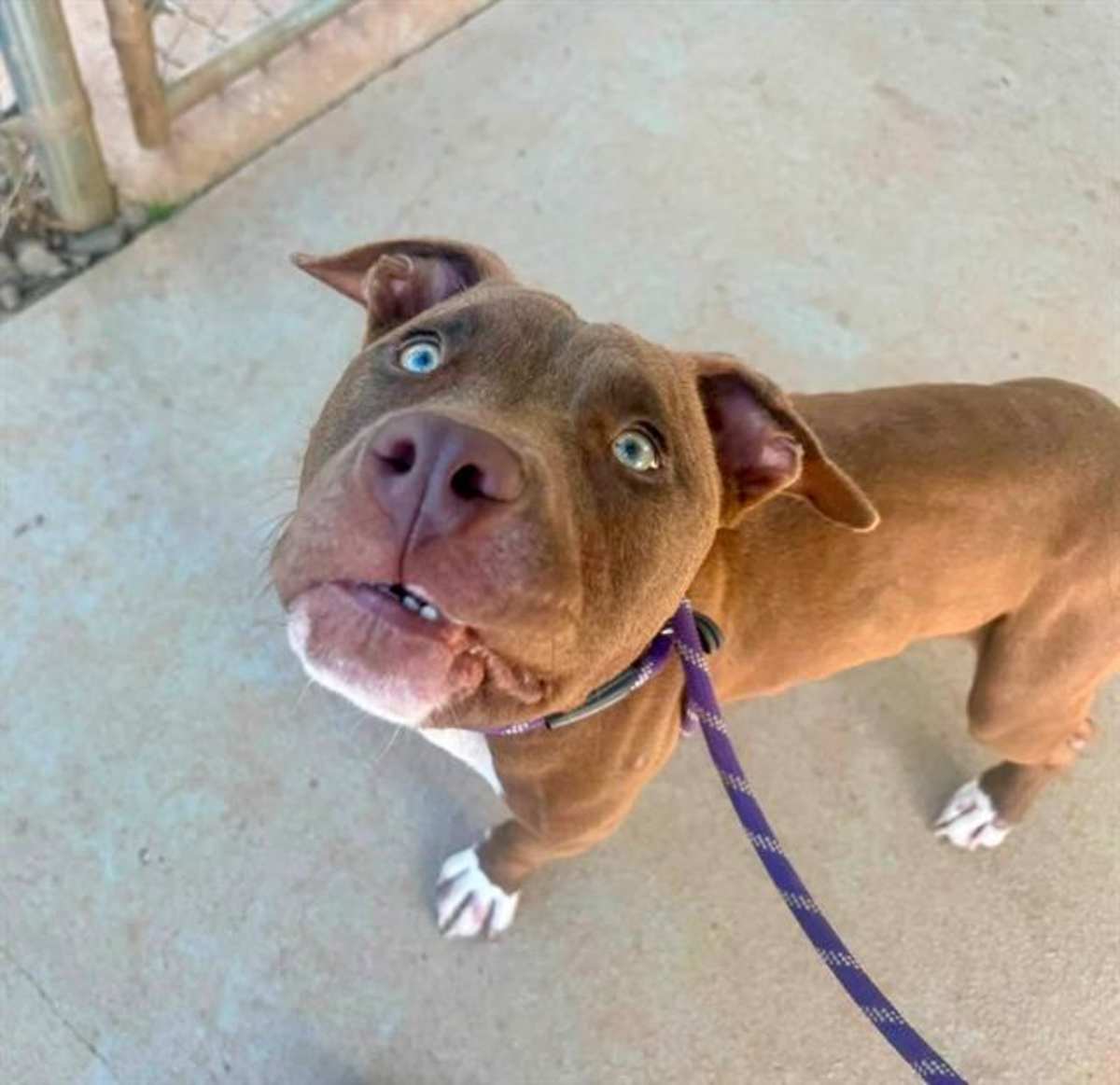 SIR JEFFERSON - American Pit Bull Terrier available for adoption