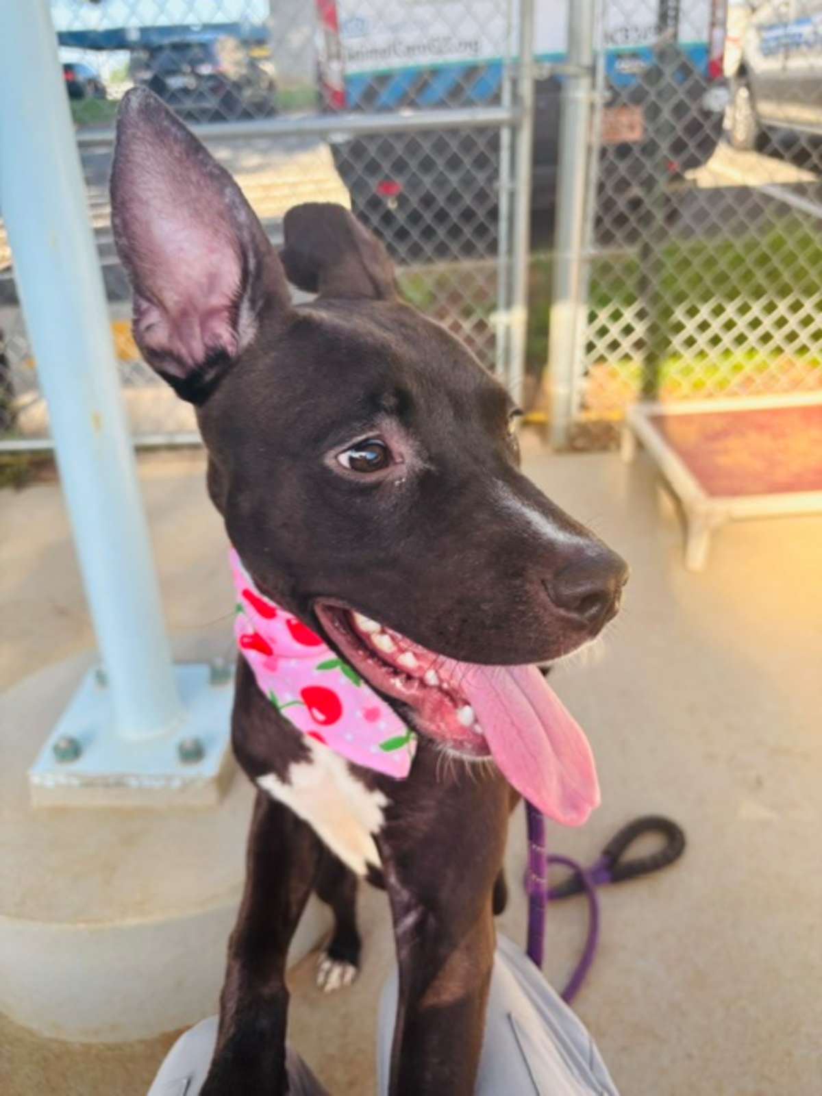 ROO - Mixed Breed (Medium) available for adoption