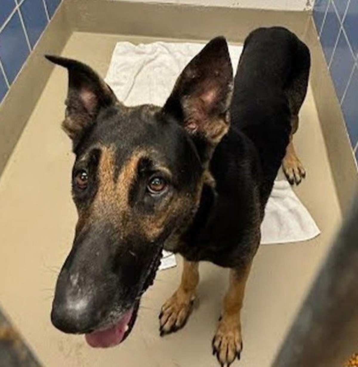 KONRAD - German Shepherd Dog available for adoption