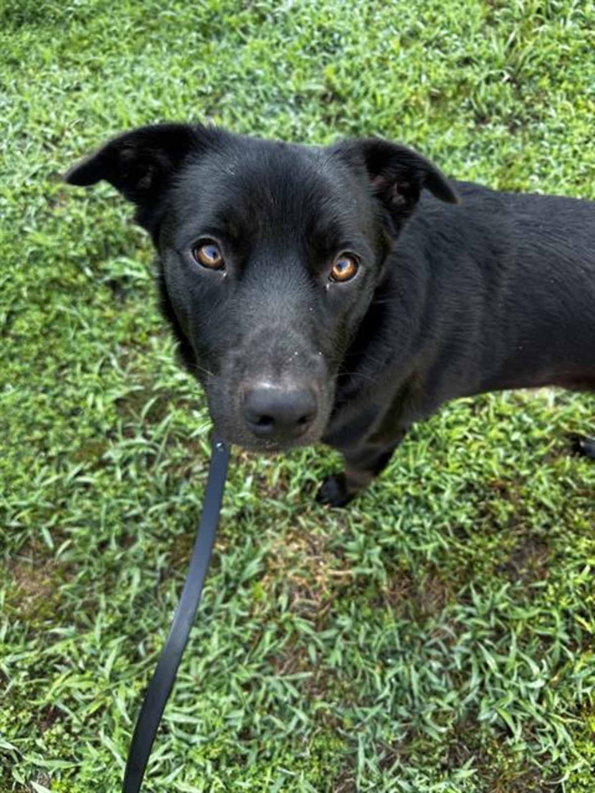 SETH - Labrador Retriever available for adoption