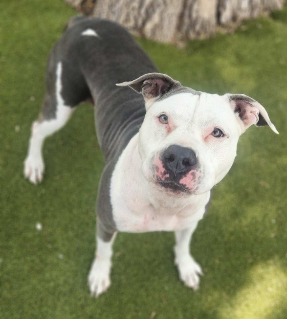 PRINCESS - American Pit Bull Terrier available for adoption