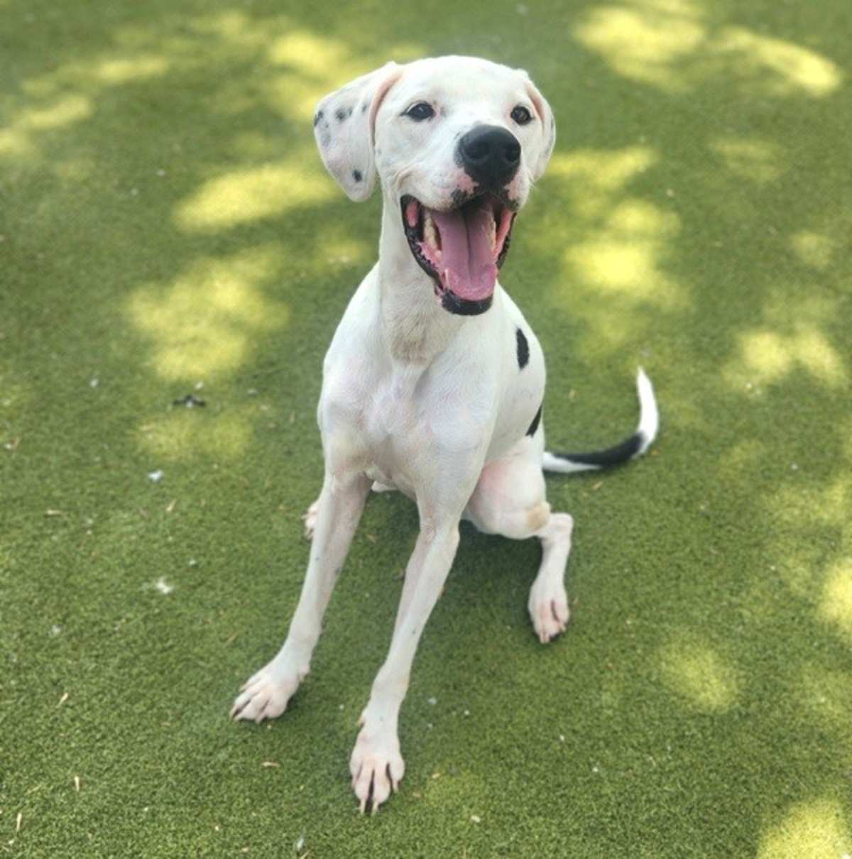 BOOMERANG - Dalmatian available for adoption