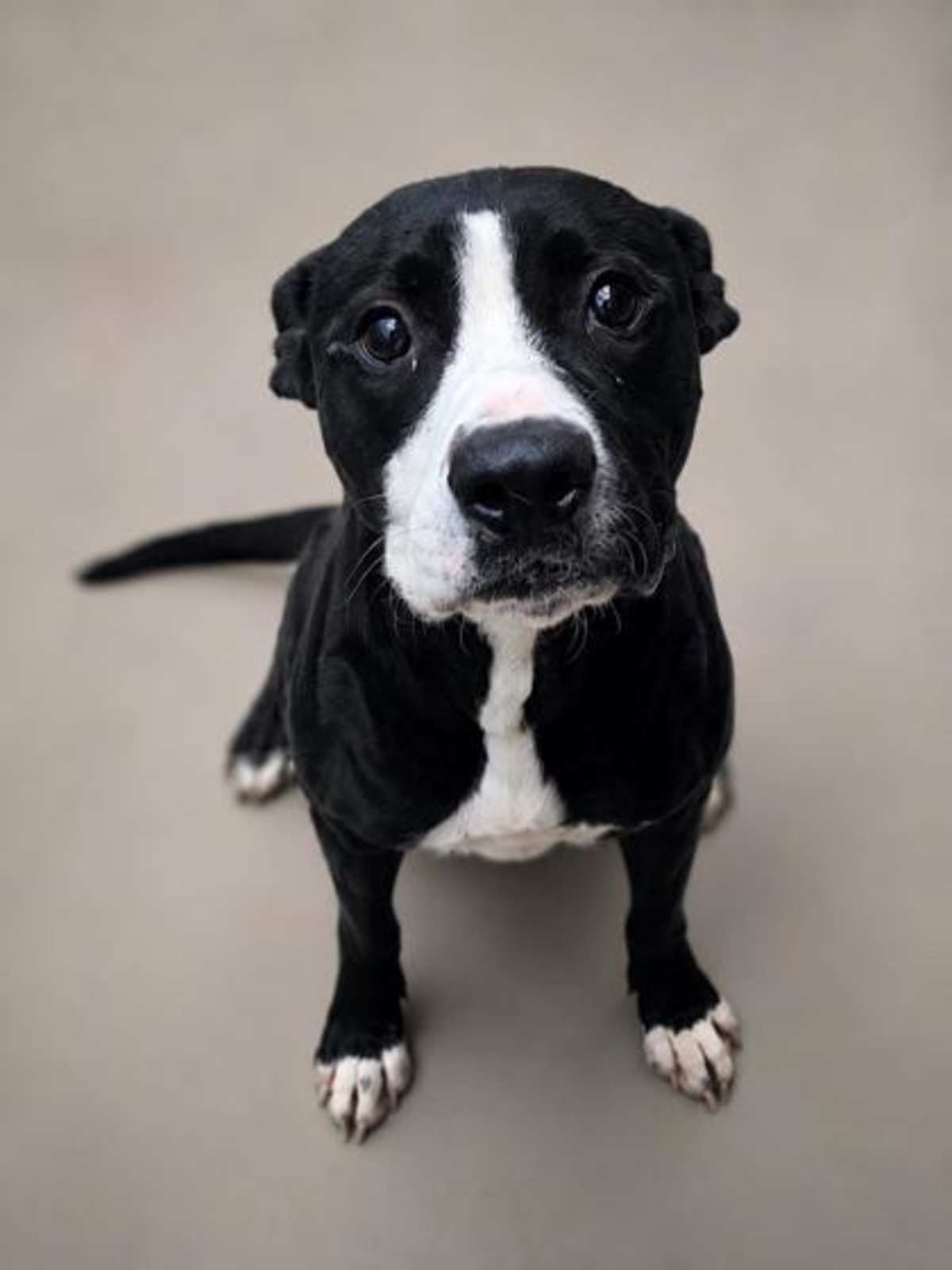 PO - Mixed Breed (Medium) for adoption in Greensboro