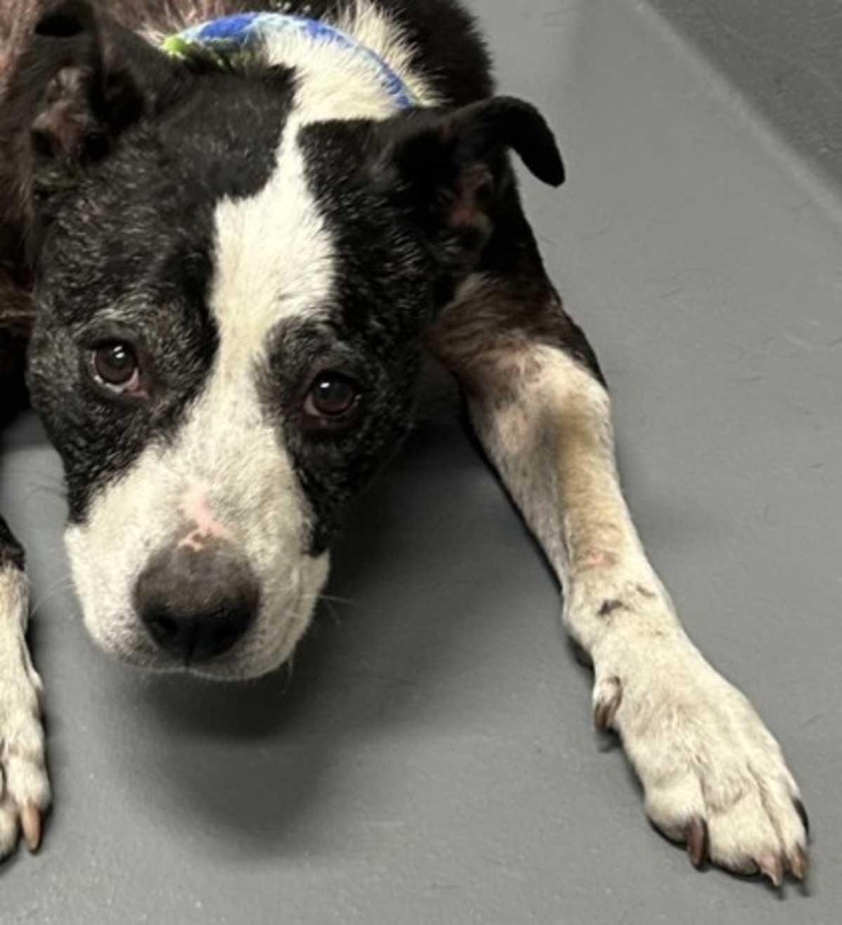 MARIE - American Pit Bull Terrier available for adoption