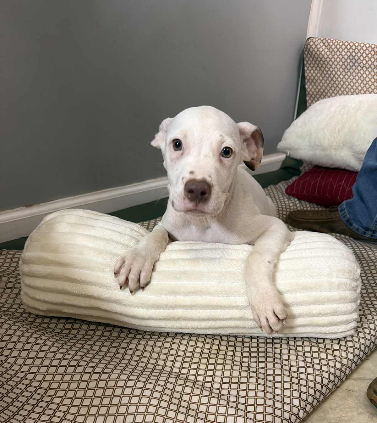 DYLAN ~ MEET ME! - American Pit Bull Terrier / Australian Shepherd available for adoption