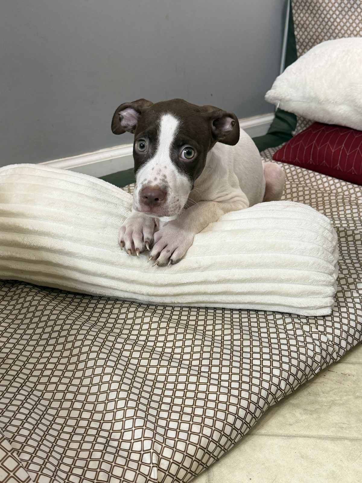 DENVER - Husky / Australian Shepherd available for adoption