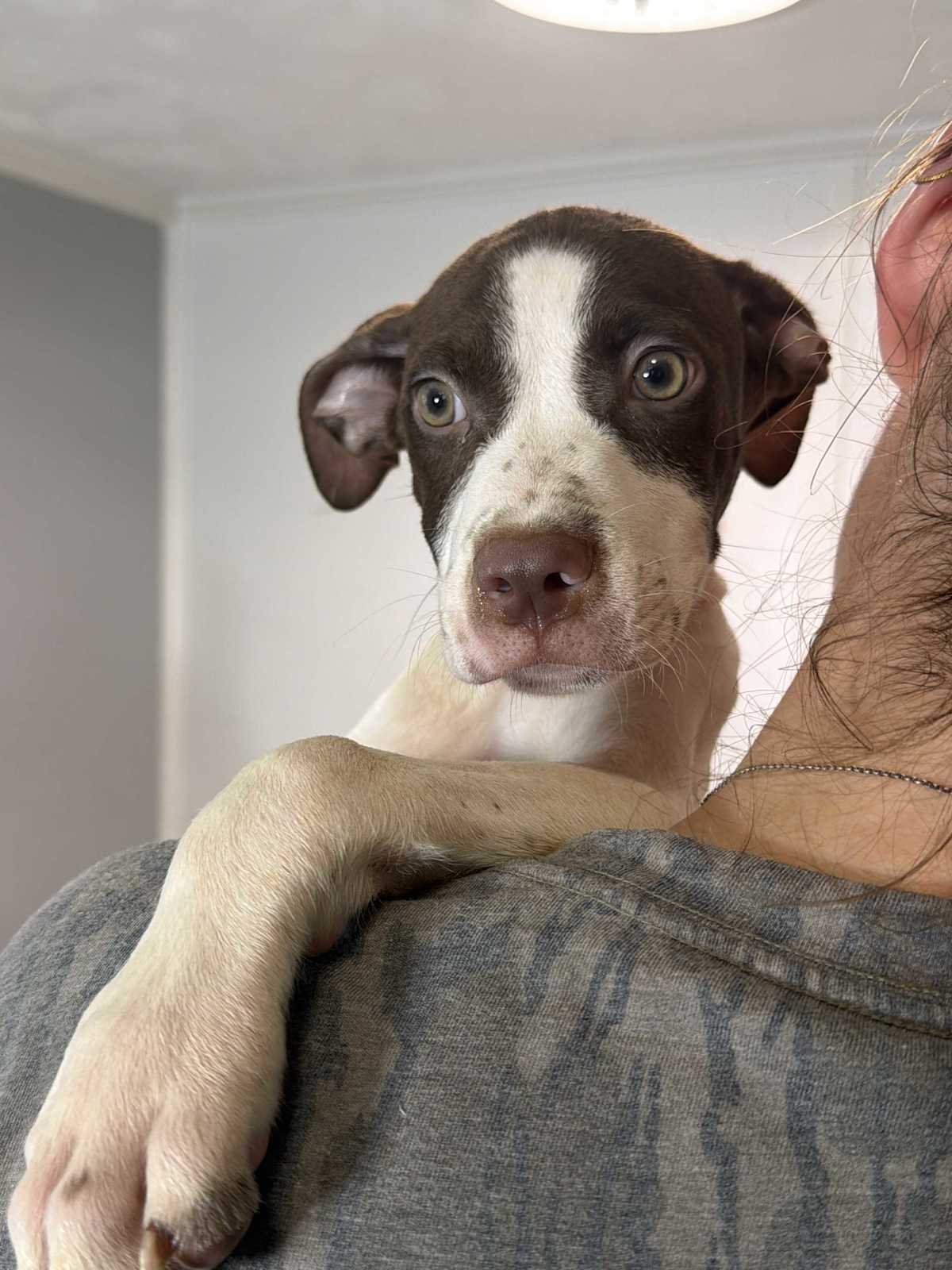 DENVER - Husky / Australian Shepherd available for adoption