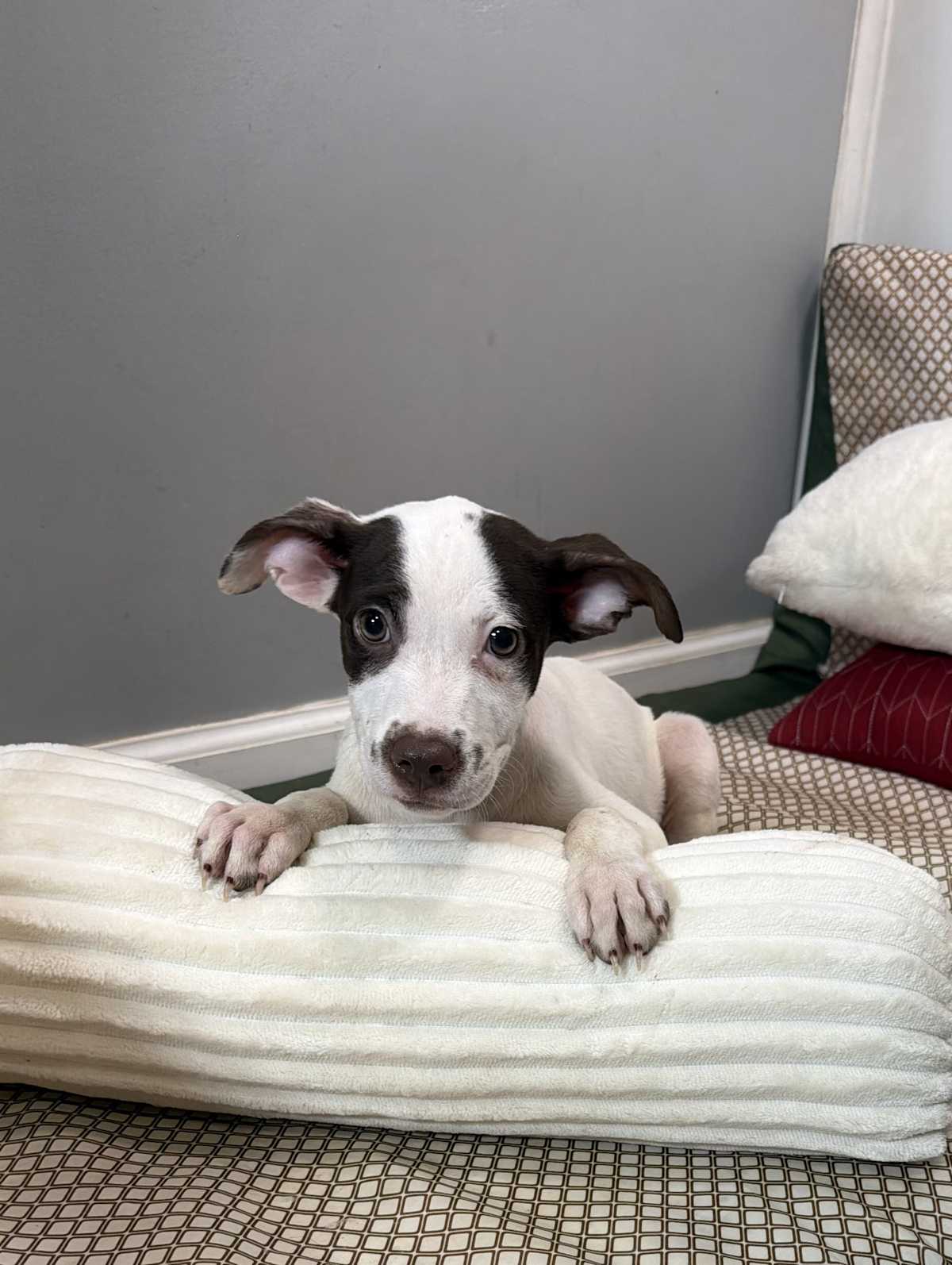 DIDI - Husky / Australian Shepherd available for adoption