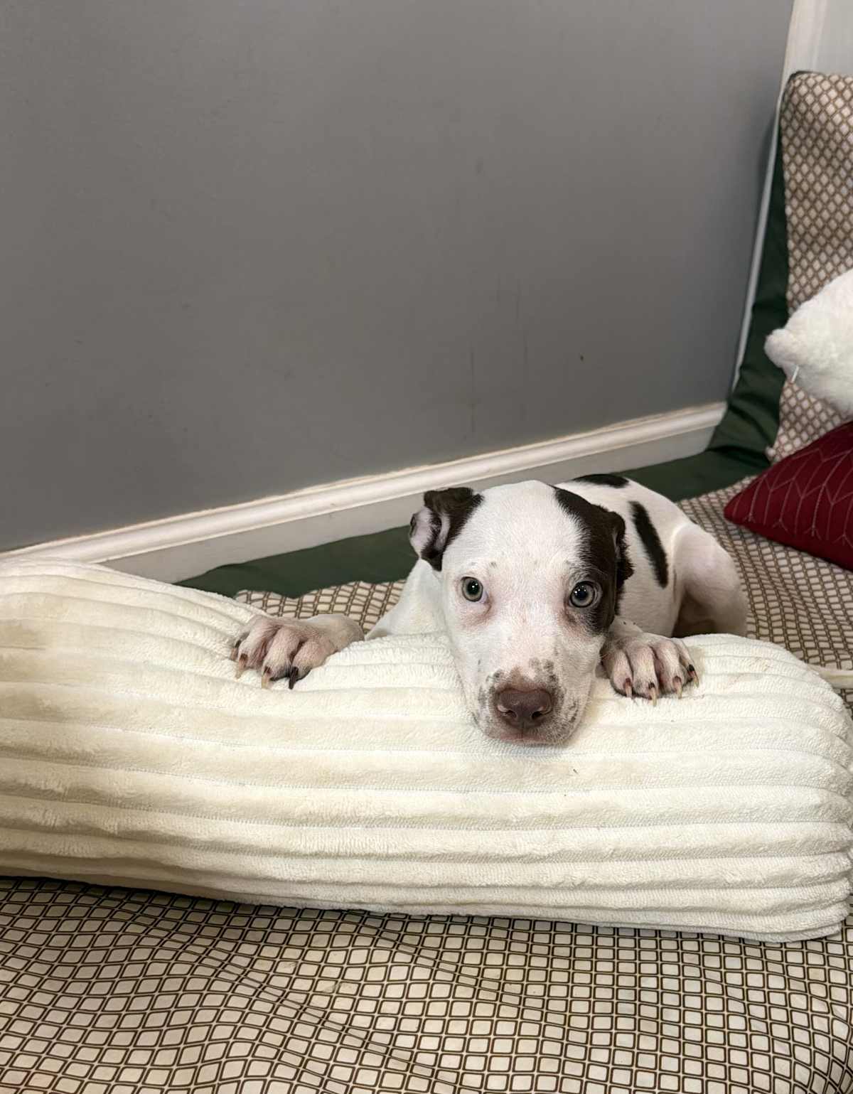 DINO - Husky / Australian Shepherd available for adoption