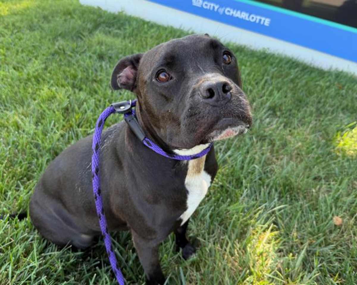 SHEBA - American Pit Bull Terrier available for adoption