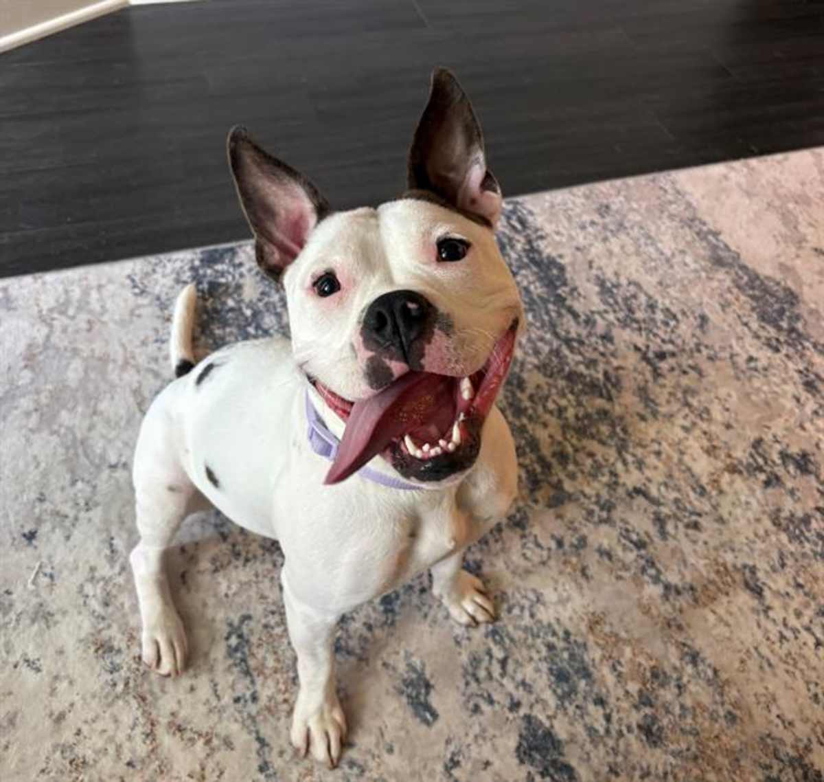 TIPPY - American Pit Bull Terrier available for adoption