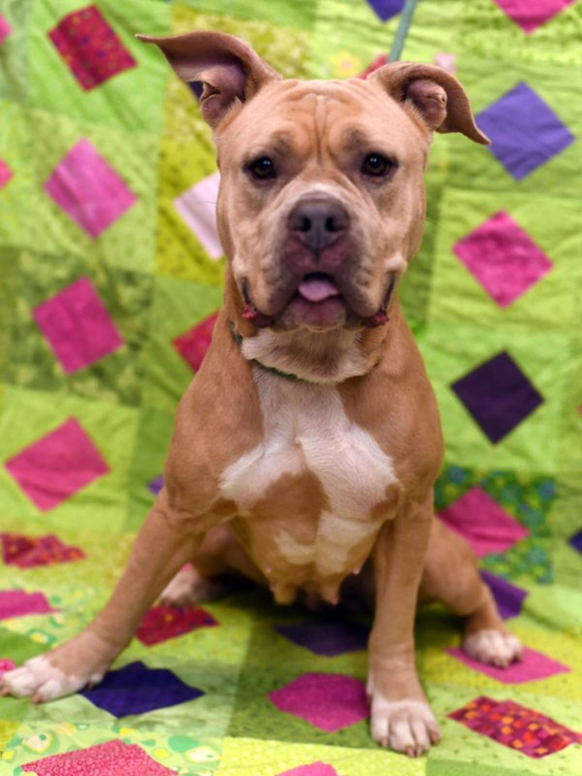 PENNY - American Bulldog for adoption in Roanoke