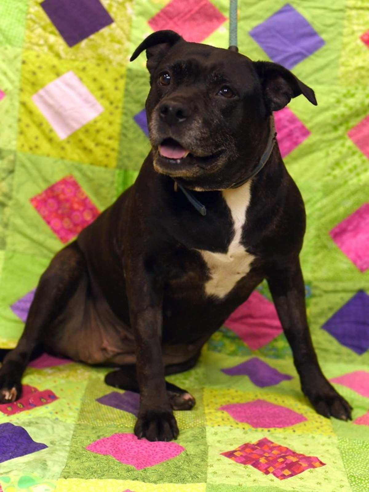 LALA - American Pit Bull Terrier for adoption in Roanoke