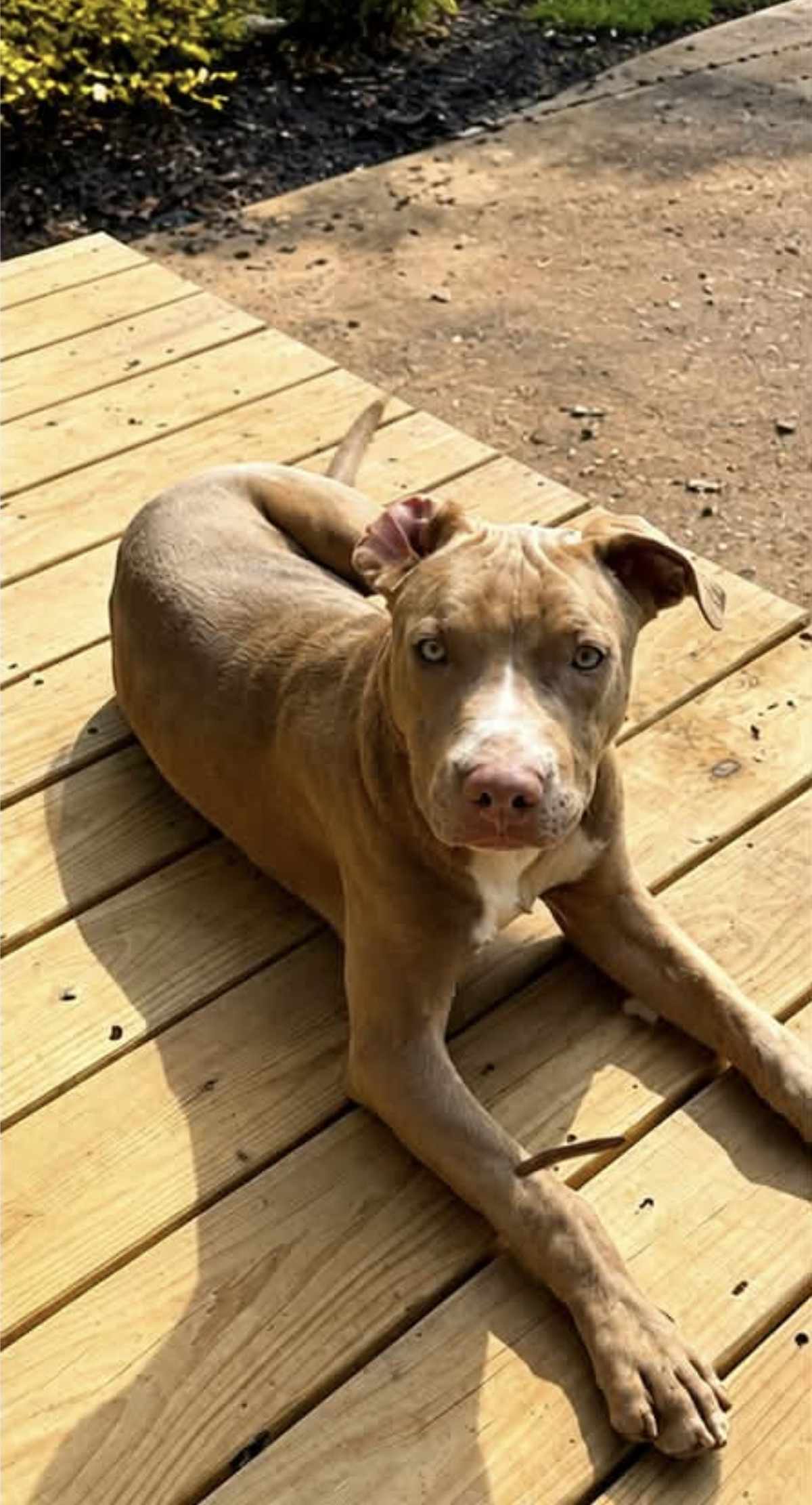 FINN - American Pit Bull Terrier available for adoption