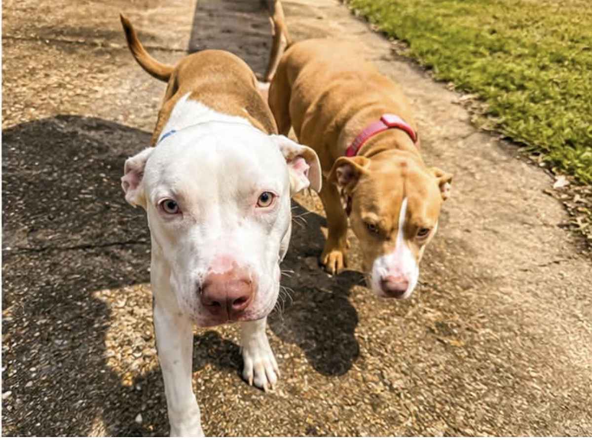 ALFIE - Pit Bull Terrier available for adoption