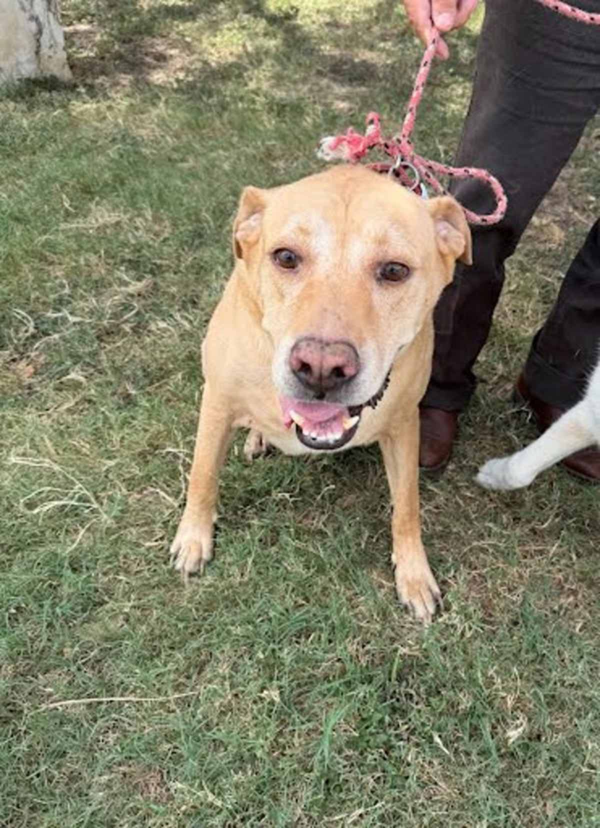 PAPUCHO - Labrador Retriever / Labrador Retriever available for adoption