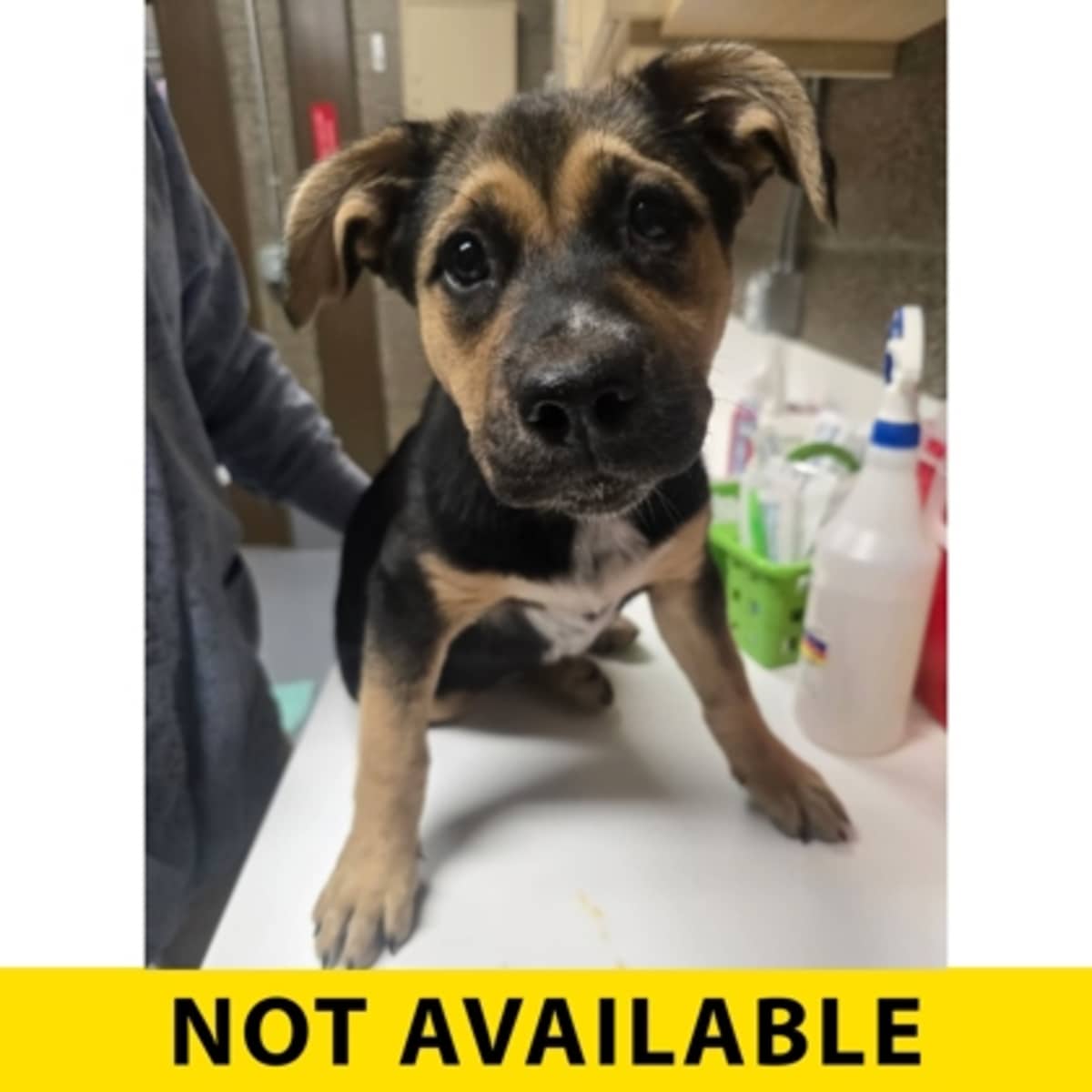 PENELOPE - German Shepherd Dog available for adoption