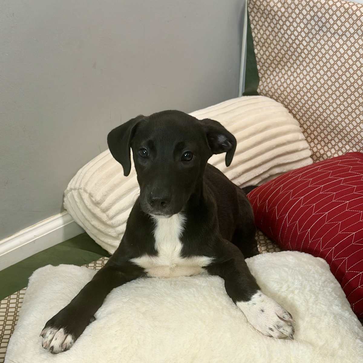 LEIA - Labrador Retriever / Australian Shepherd available for adoption
