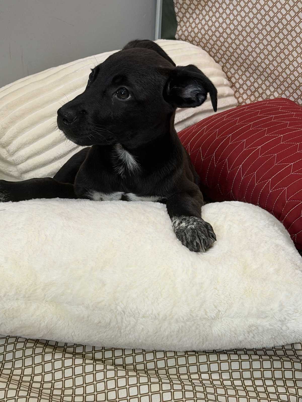 LIV~ADOPTED! - Labrador Retriever / Australian Shepherd available for adoption