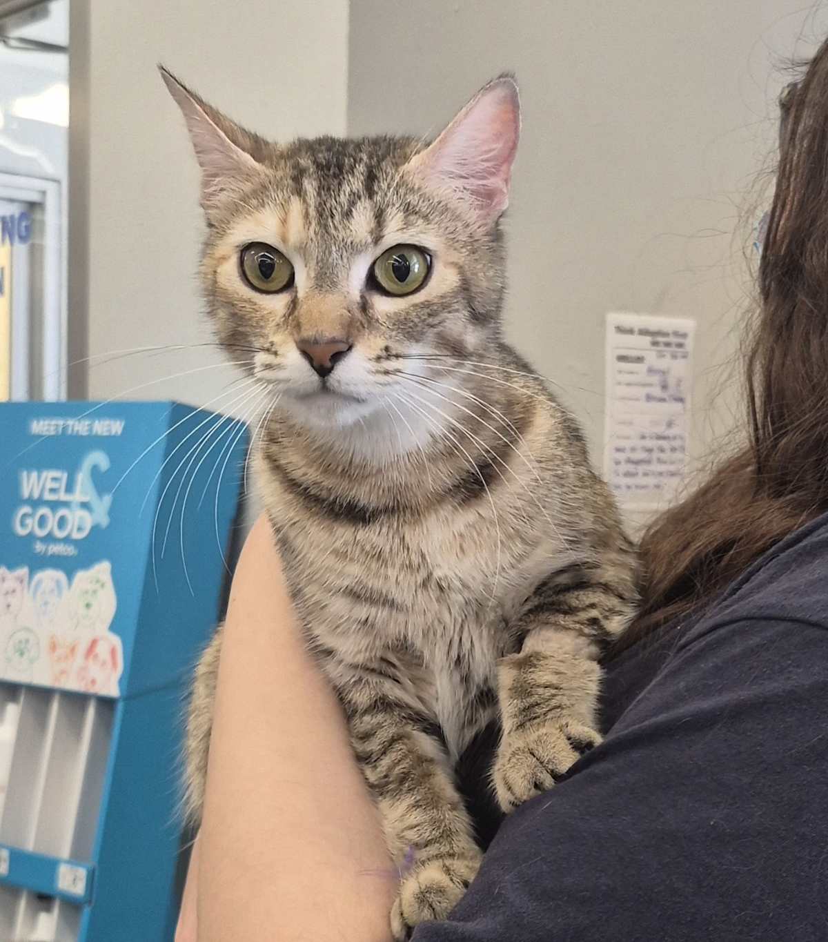 HAZEL