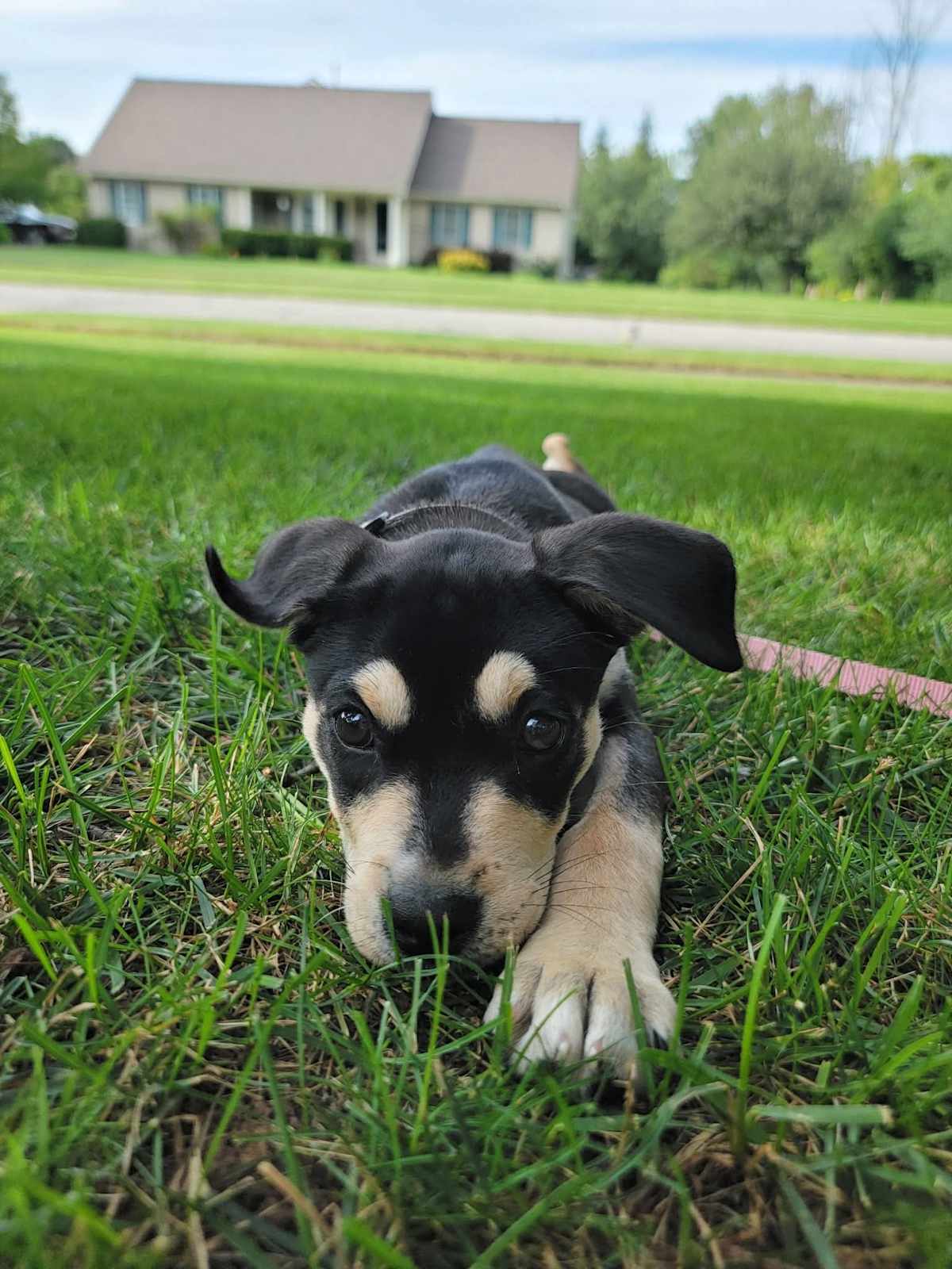 PINKY - Mixed Breed (Medium) available for adoption