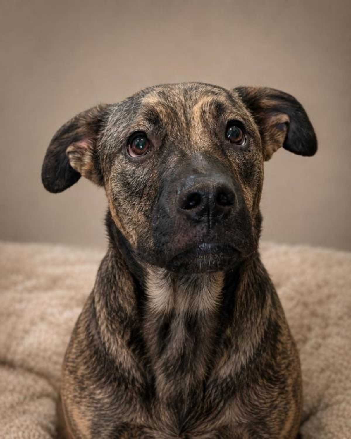 EDDIE SPAGHETTI - Dutch Shepherd / American Pit Bull Terrier available for adoption