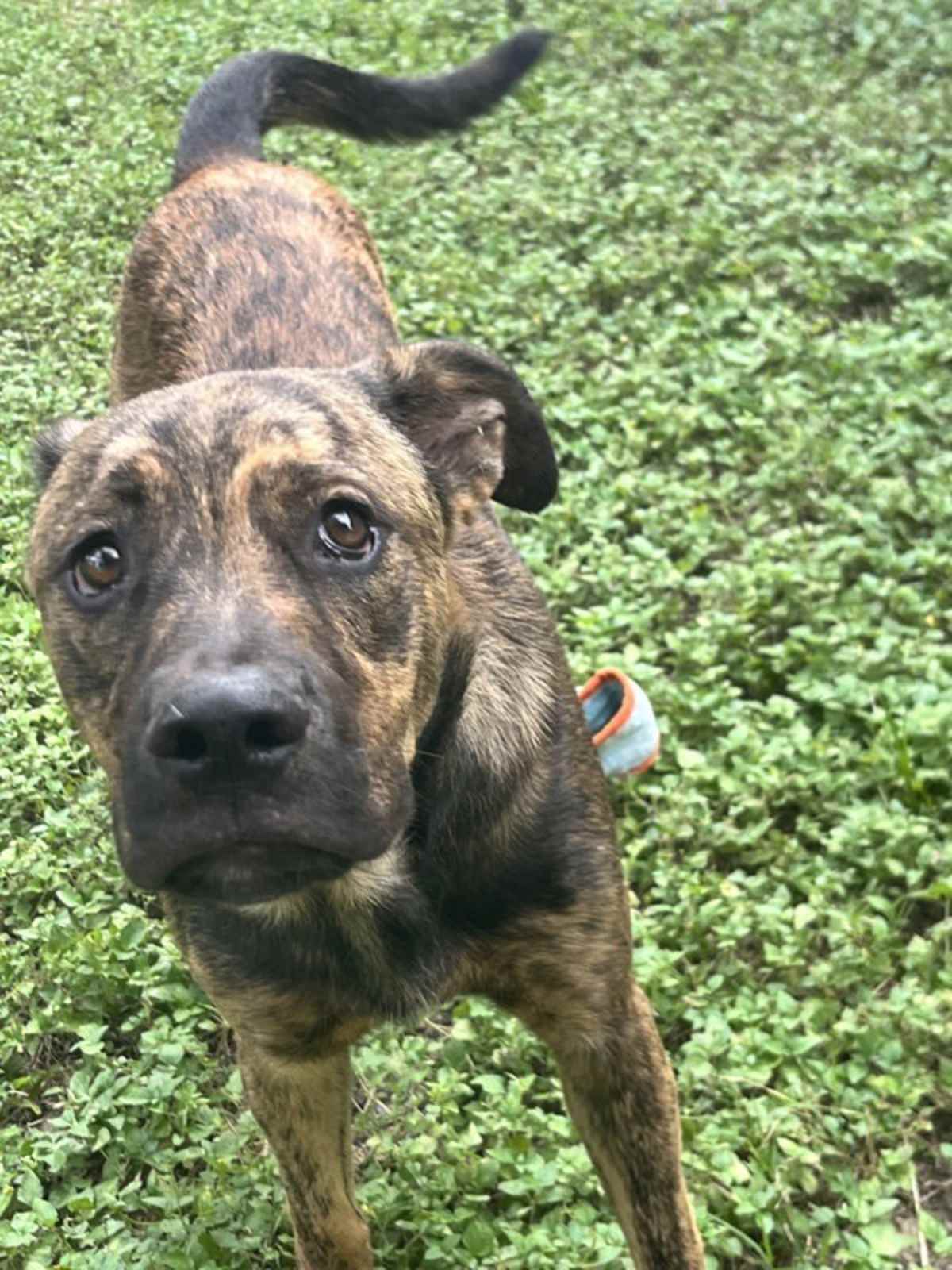 EDDIE SPAGHETTI - Dutch Shepherd / American Pit Bull Terrier available for adoption