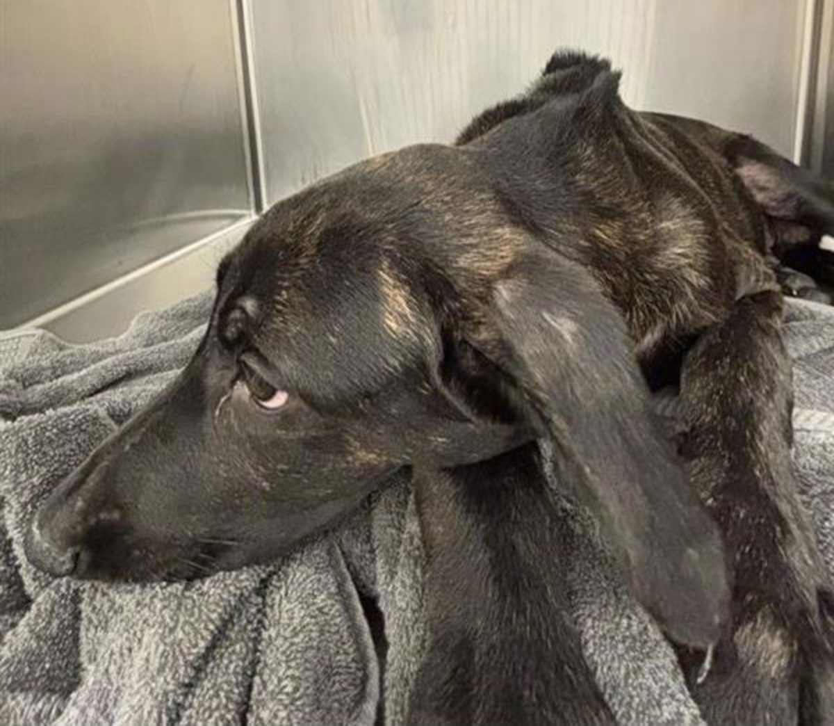 PICKLES - Plott Hound available for adoption
